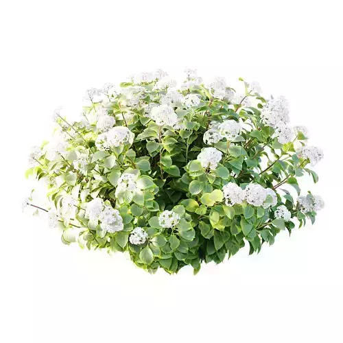 hydrangea arborescens Bush 02