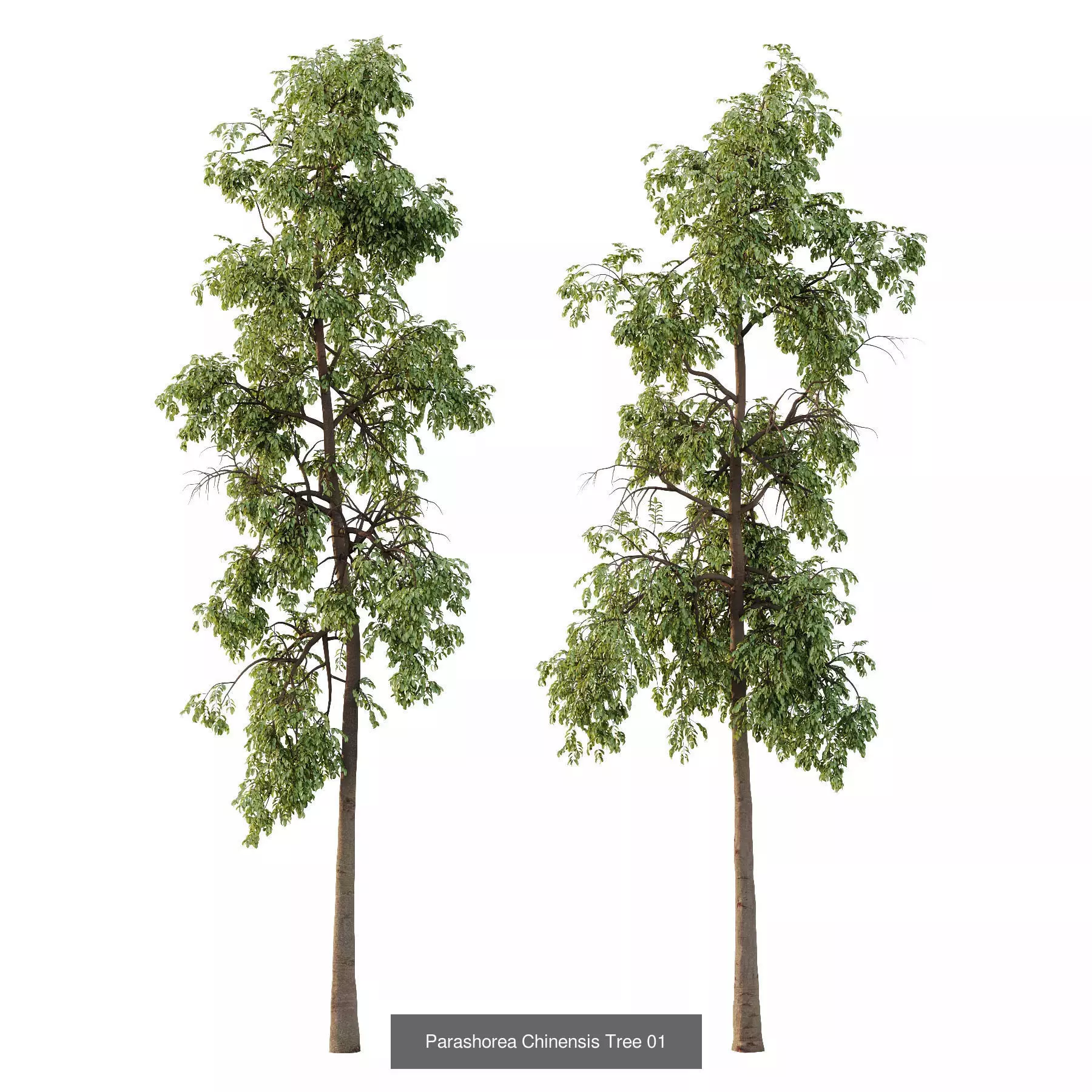 Excellent collection of Tree plants 16 Different Models 0019 _5