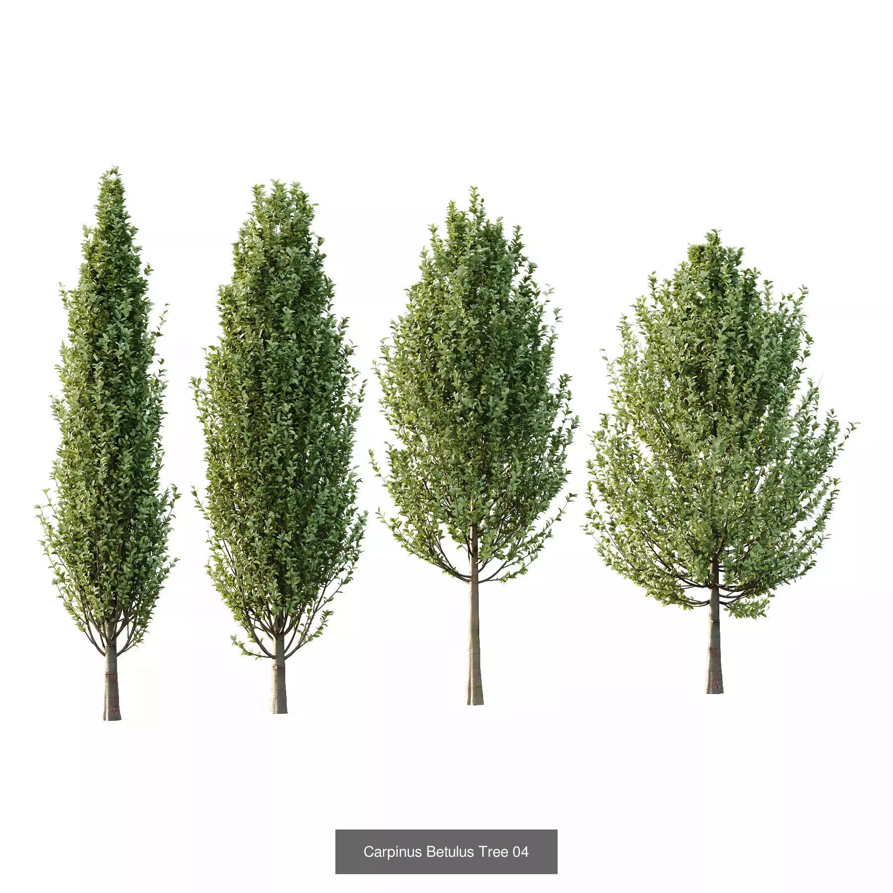 Excellent collection of Tree plants 16 Different Models 0019 _7