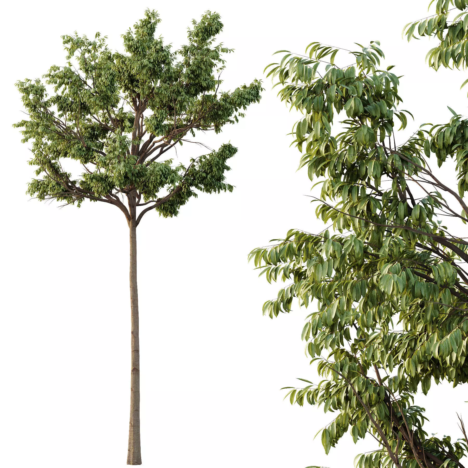 Excellent collection of Tree plants 16 Different Models 0019 _21