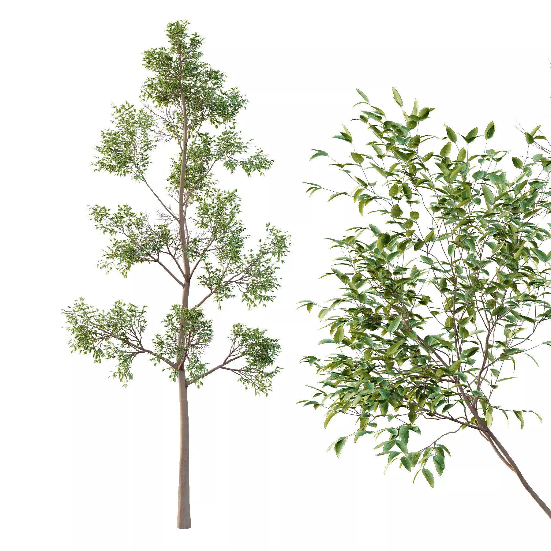 Excellent collection of Tree plants 16 Different Models 0019 _12