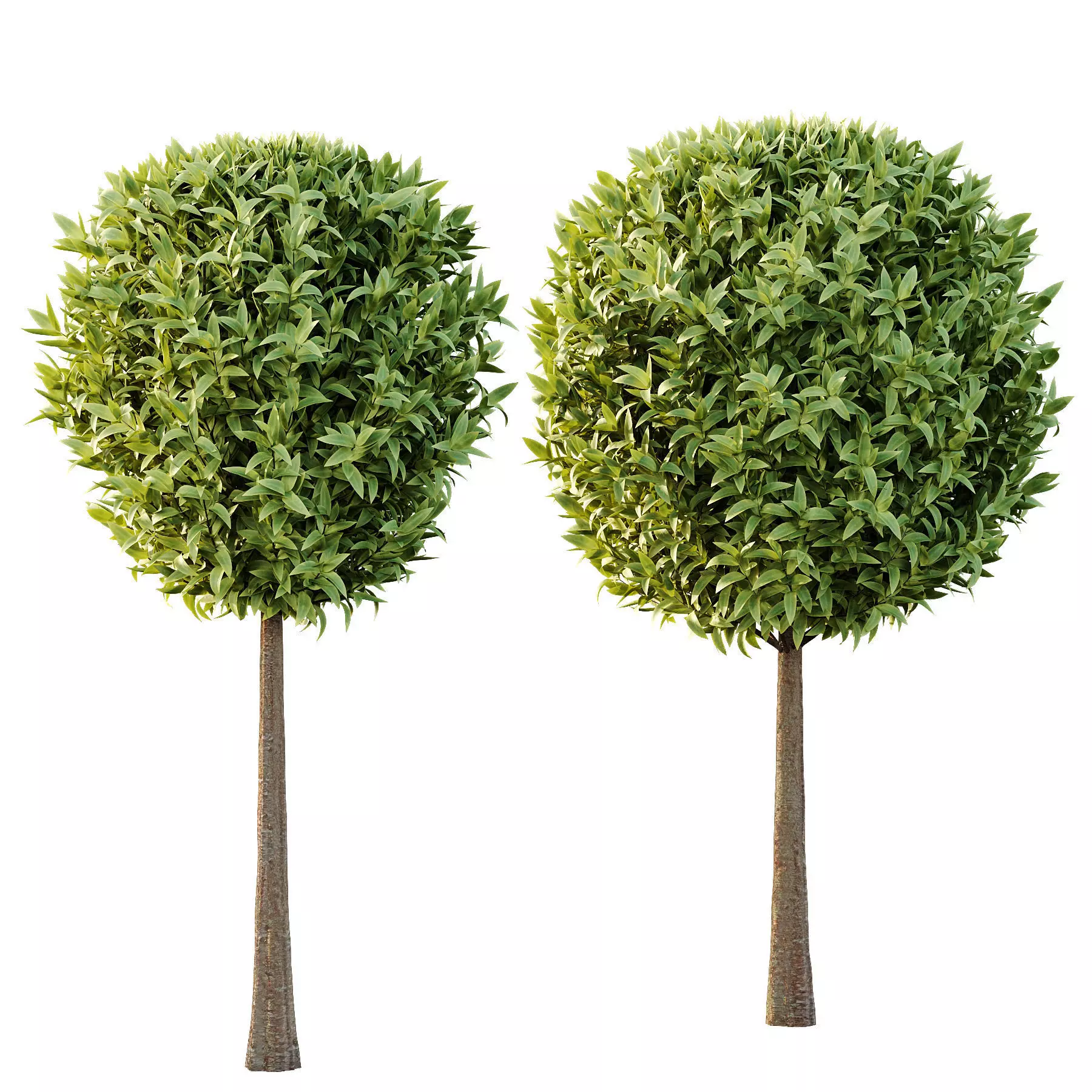 Excellent collection of Tree plants 16 Different Models 0019 _16