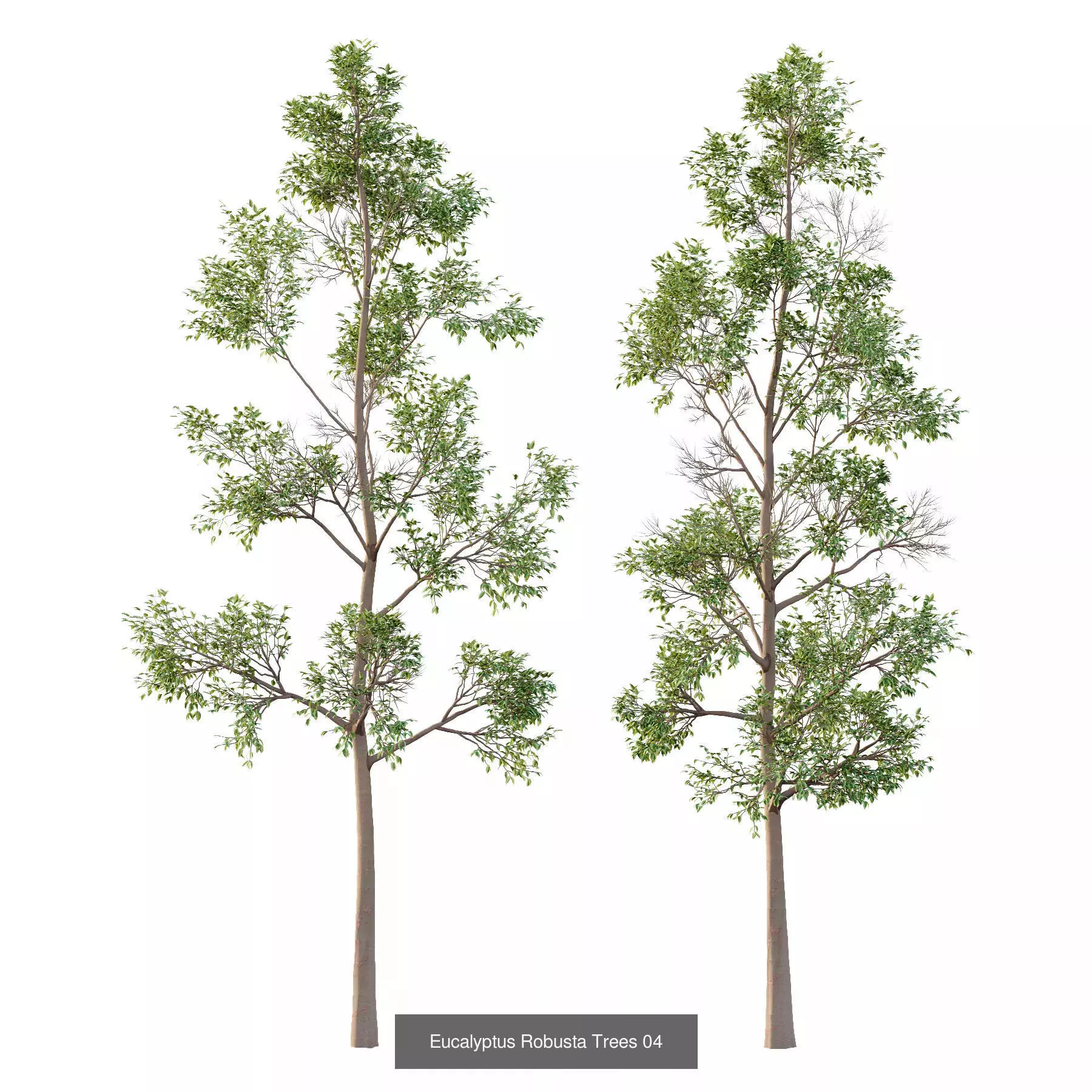 Excellent collection of Tree plants 16 Different Models 0019 _2