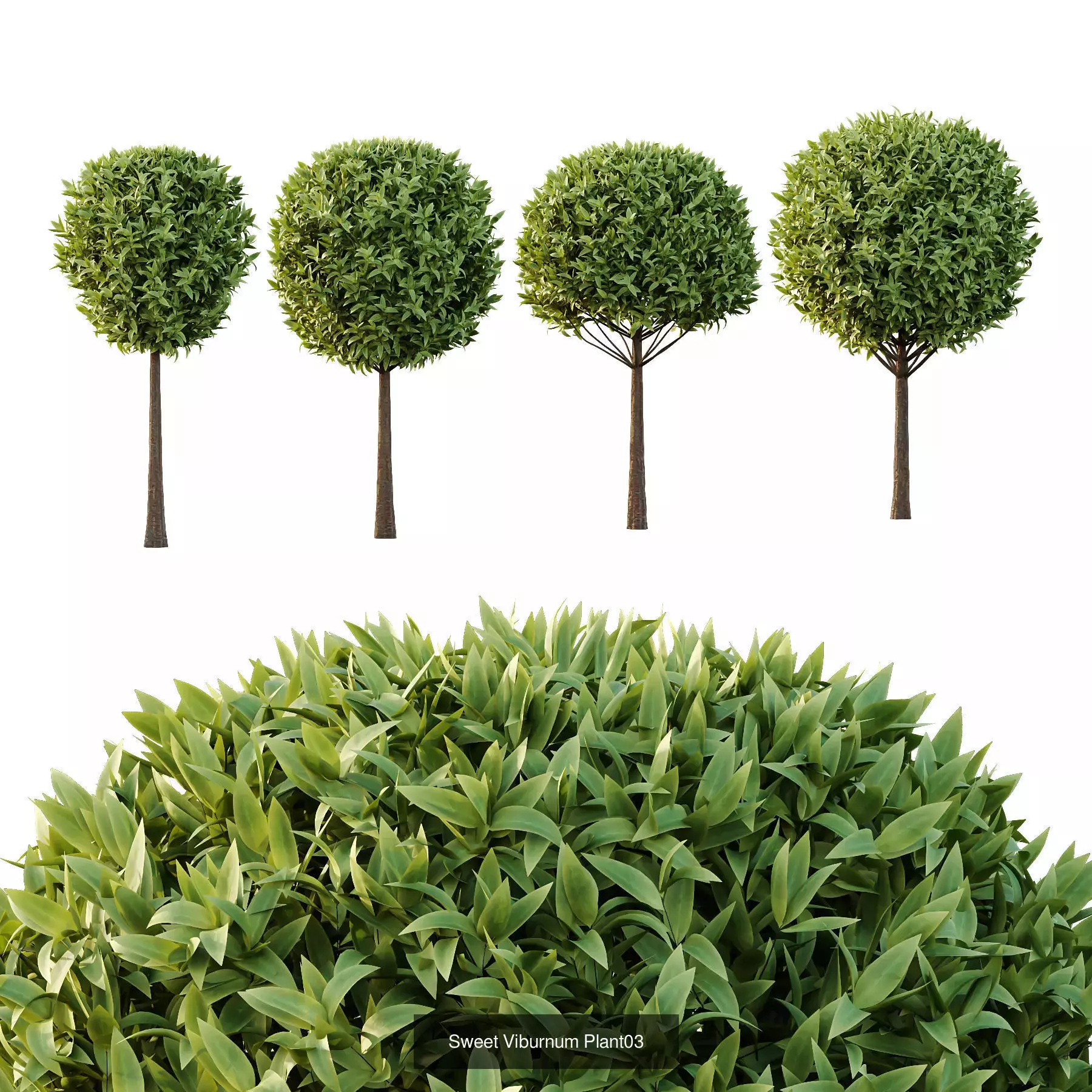 Excellent collection of Tree plants 16 Different Models 0019 _4