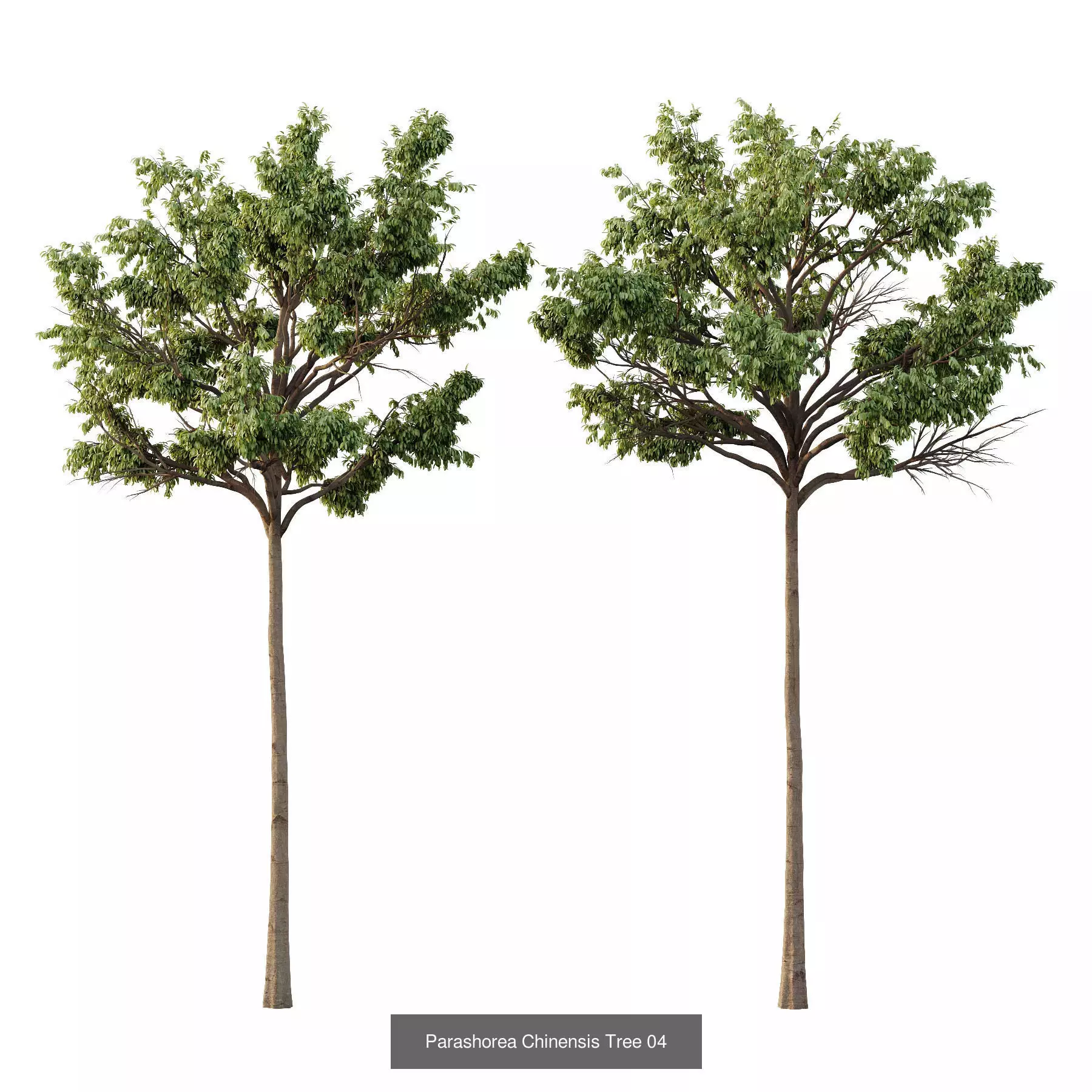 Excellent collection of Tree plants 16 Different Models 0019 _6