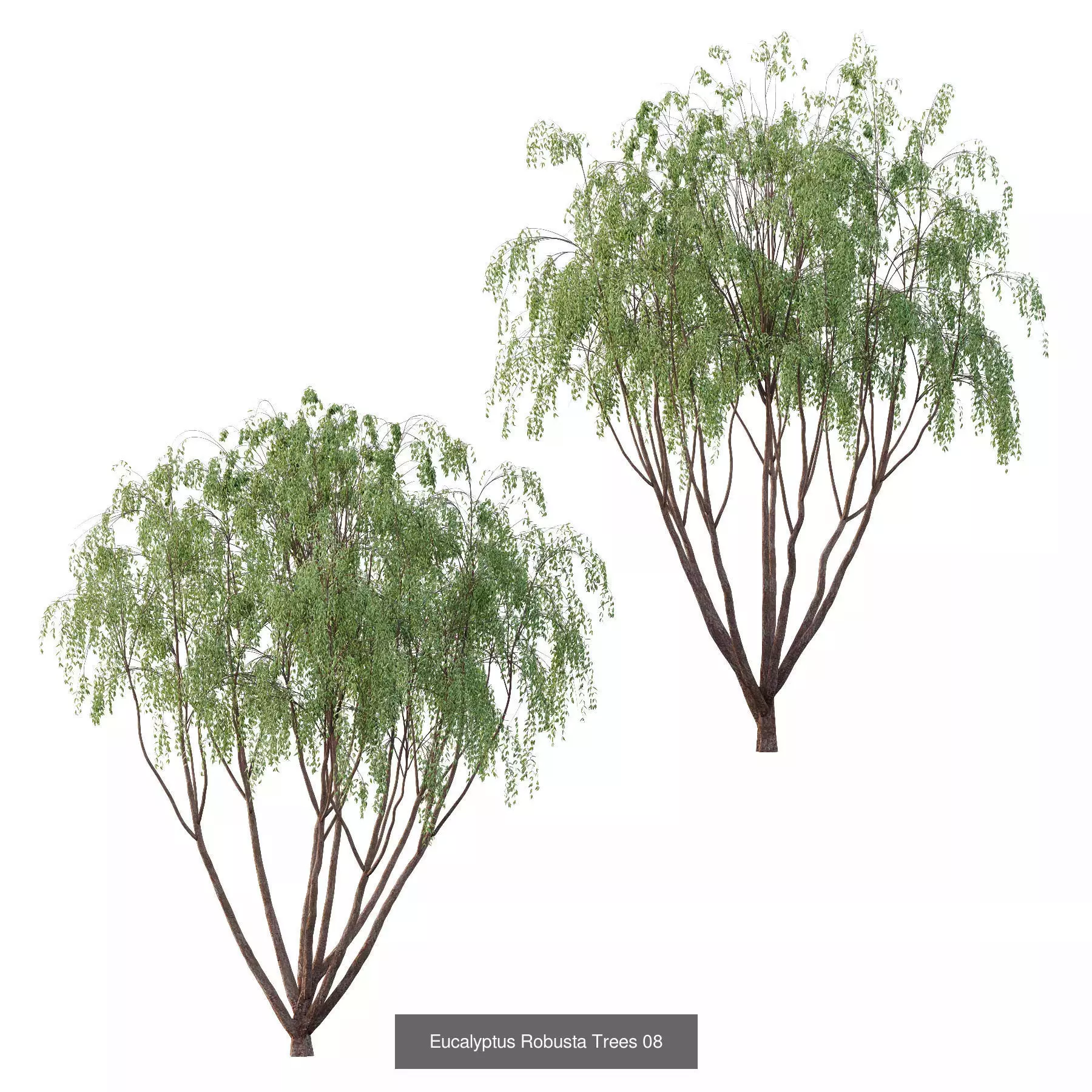 Excellent collection of Tree plants 16 Different Models 0019 _3