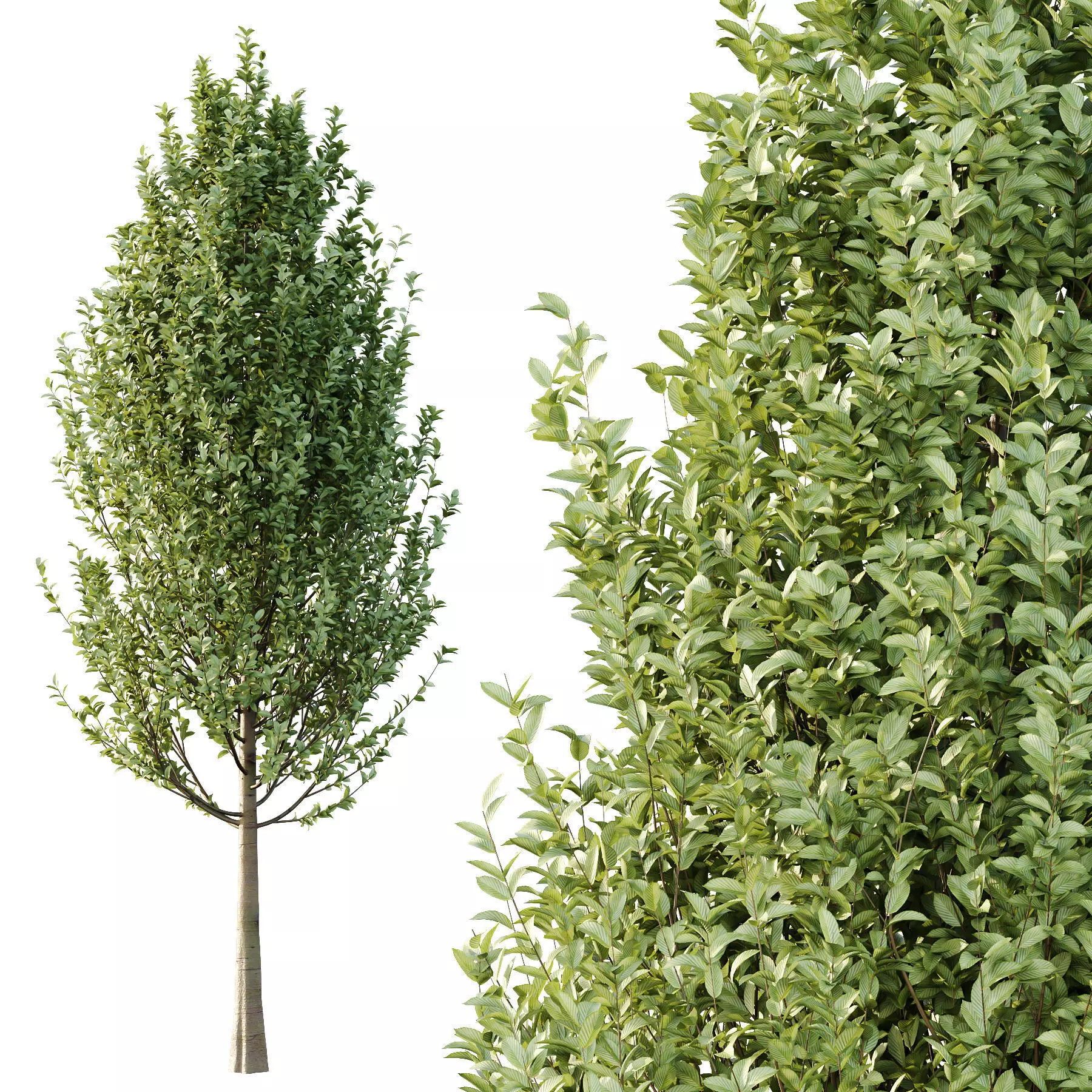 Excellent collection of Tree plants 16 Different Models 0019 _10