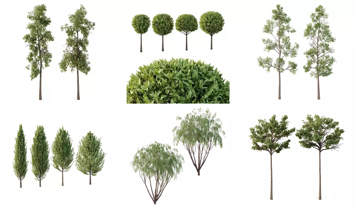 Excellent collection of Tree plants 16 Different Models 0019 _0