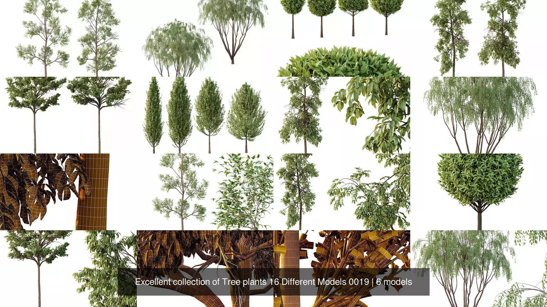 Excellent collection of Tree plants 16 Different Models 0019 _1