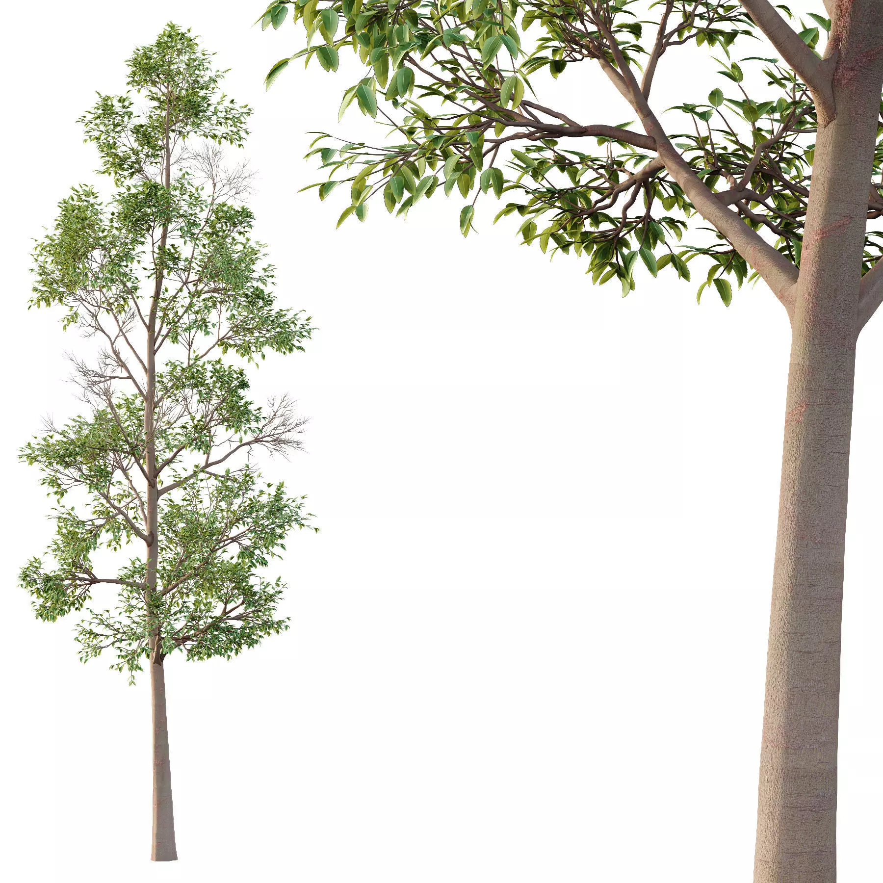 Excellent collection of Tree plants 16 Different Models 0019 _11