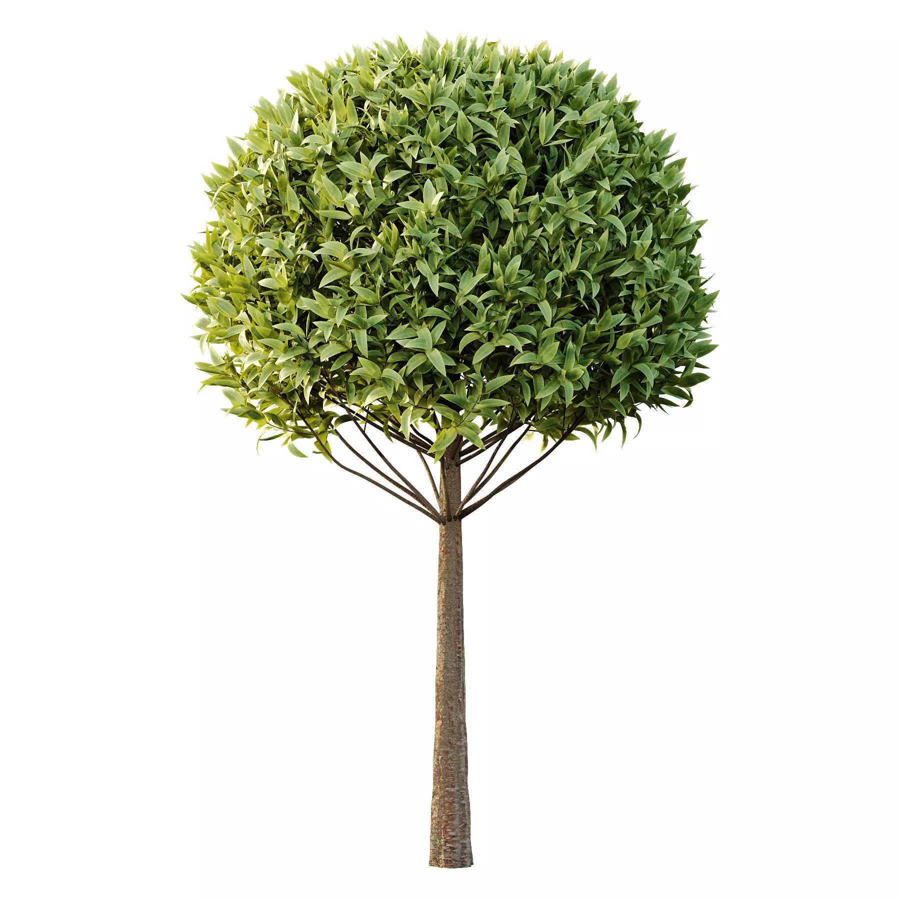 Excellent collection of Tree plants 16 Different Models 0019 _20