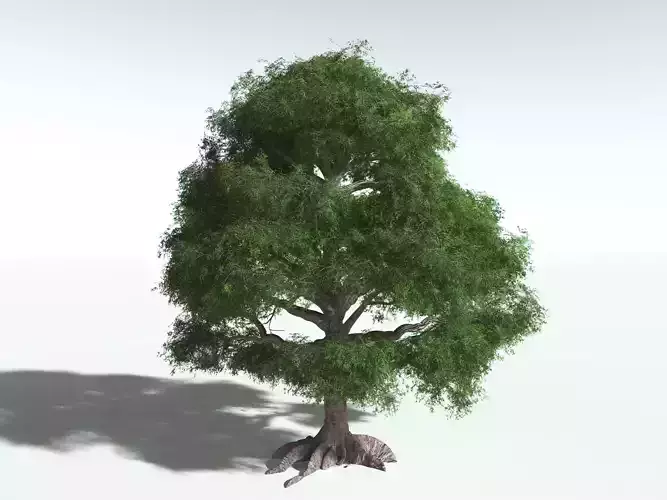 EVERYPlant Spur Mahogany 3D model