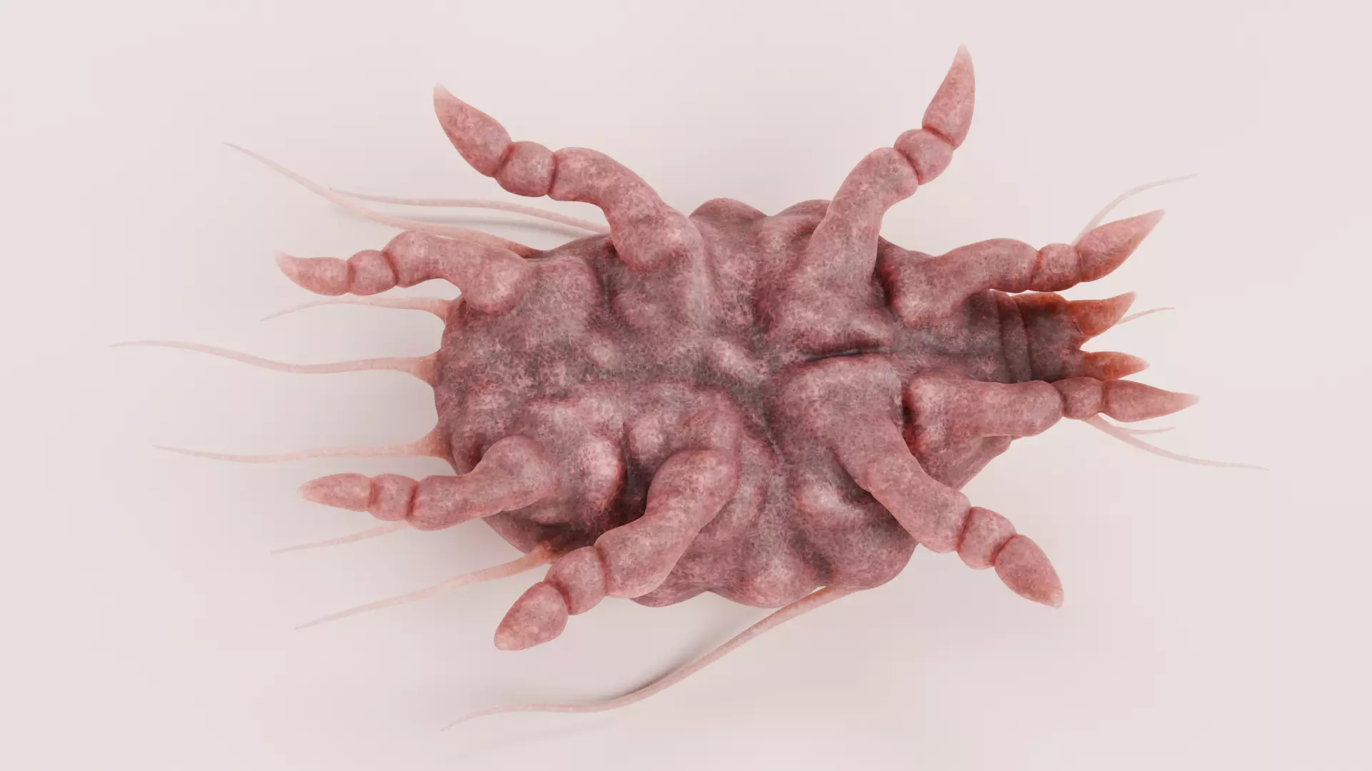 Scabies Mite Low-poly 3D model_5
