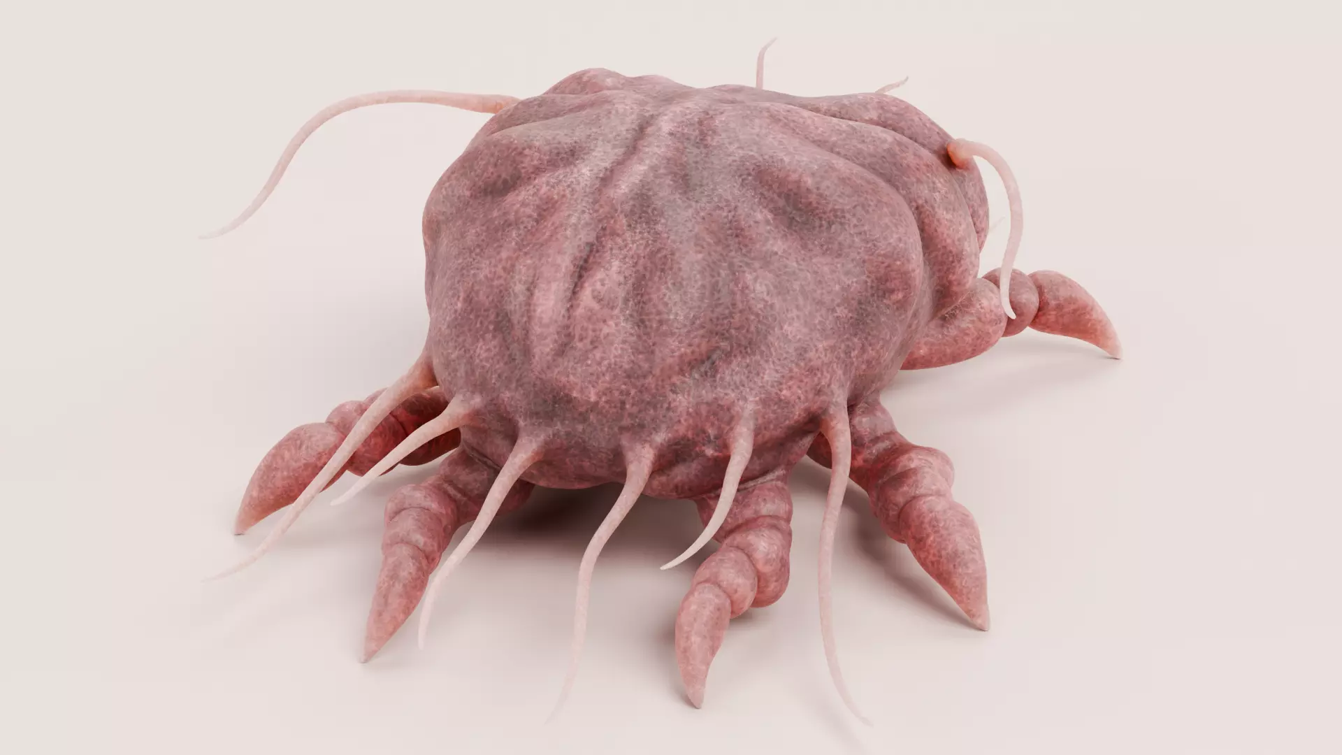 Scabies Mite Low-poly 3D model_3