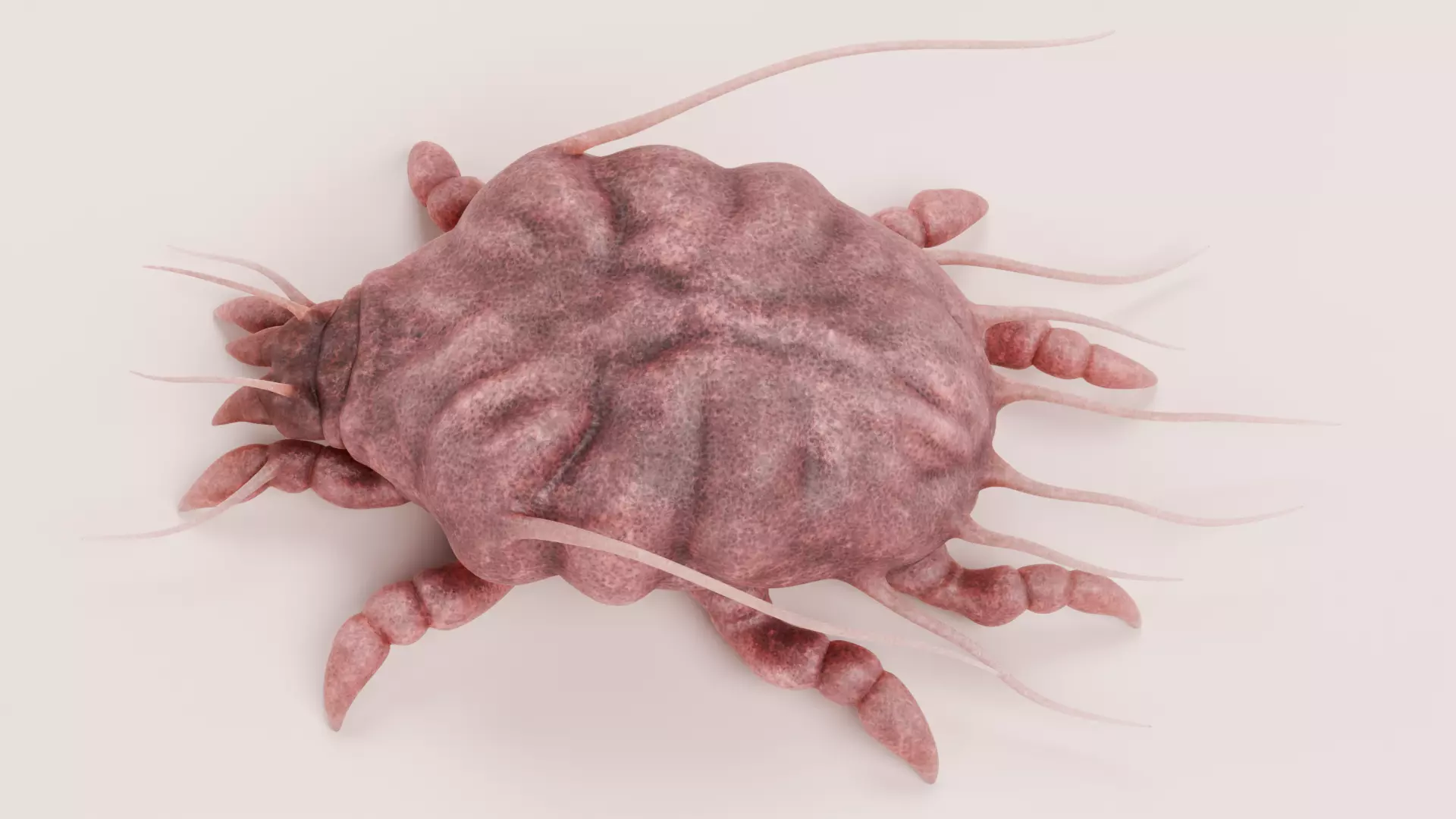 Scabies Mite Low-poly 3D model_4