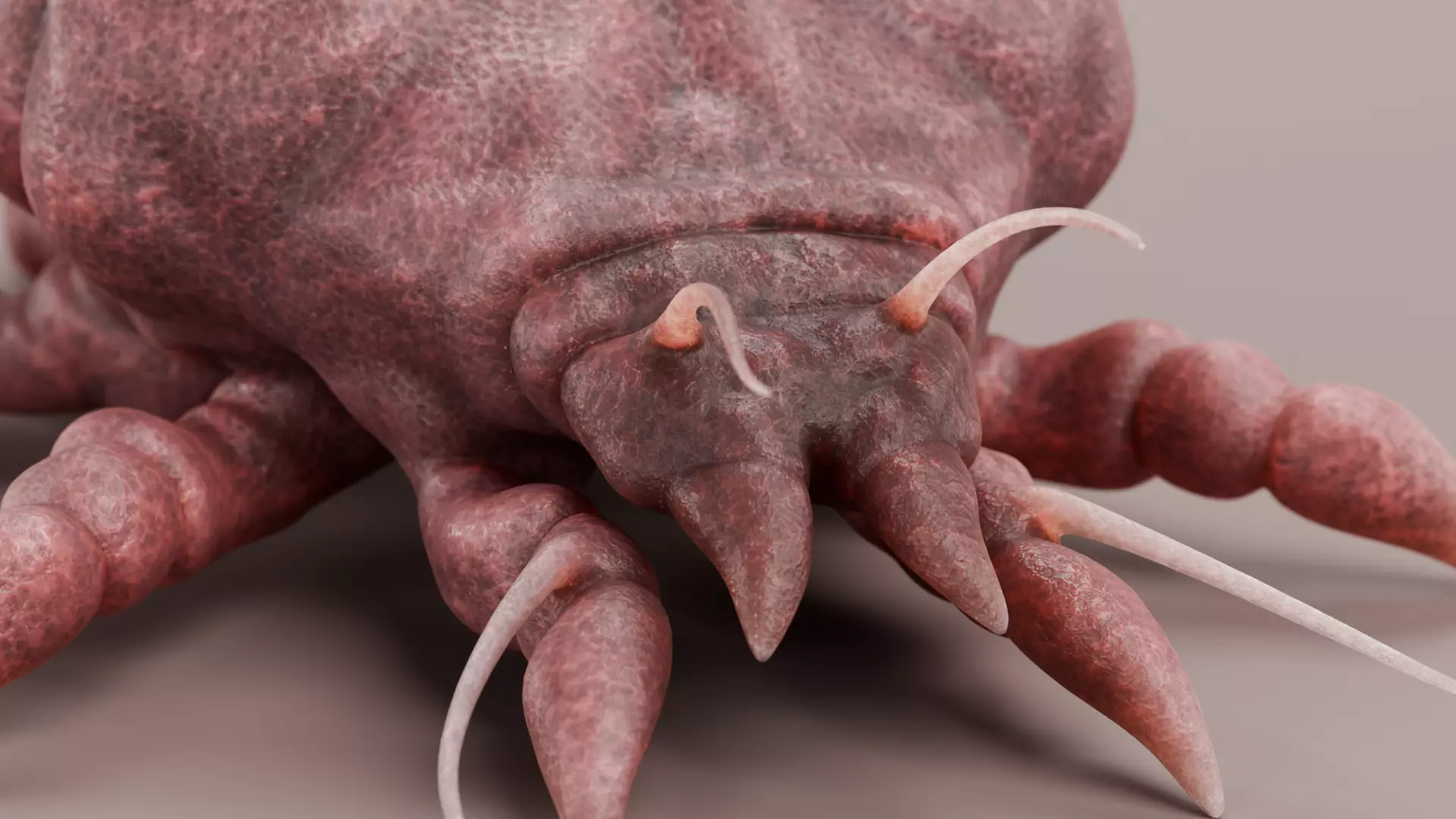 Scabies Mite Low-poly 3D model_8