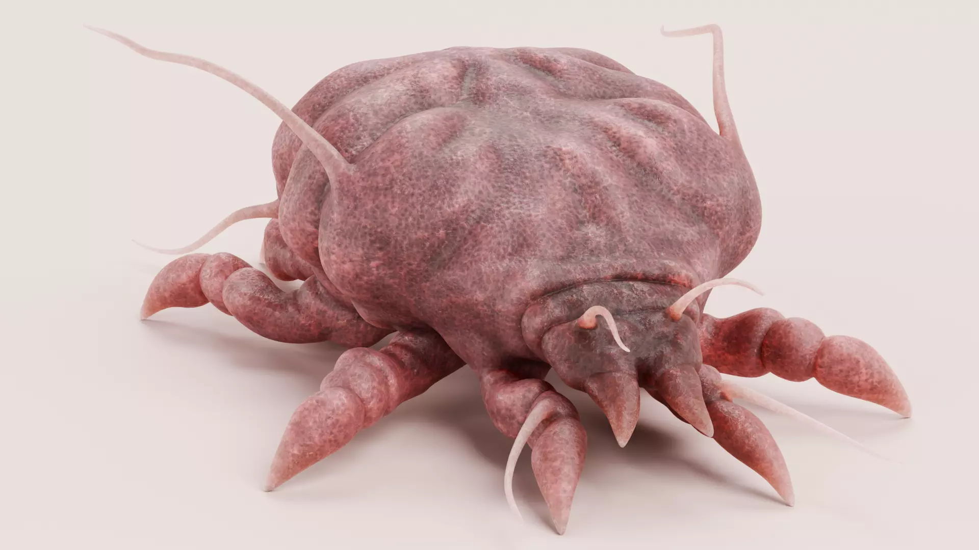 Scabies Mite Low-poly 3D model_6