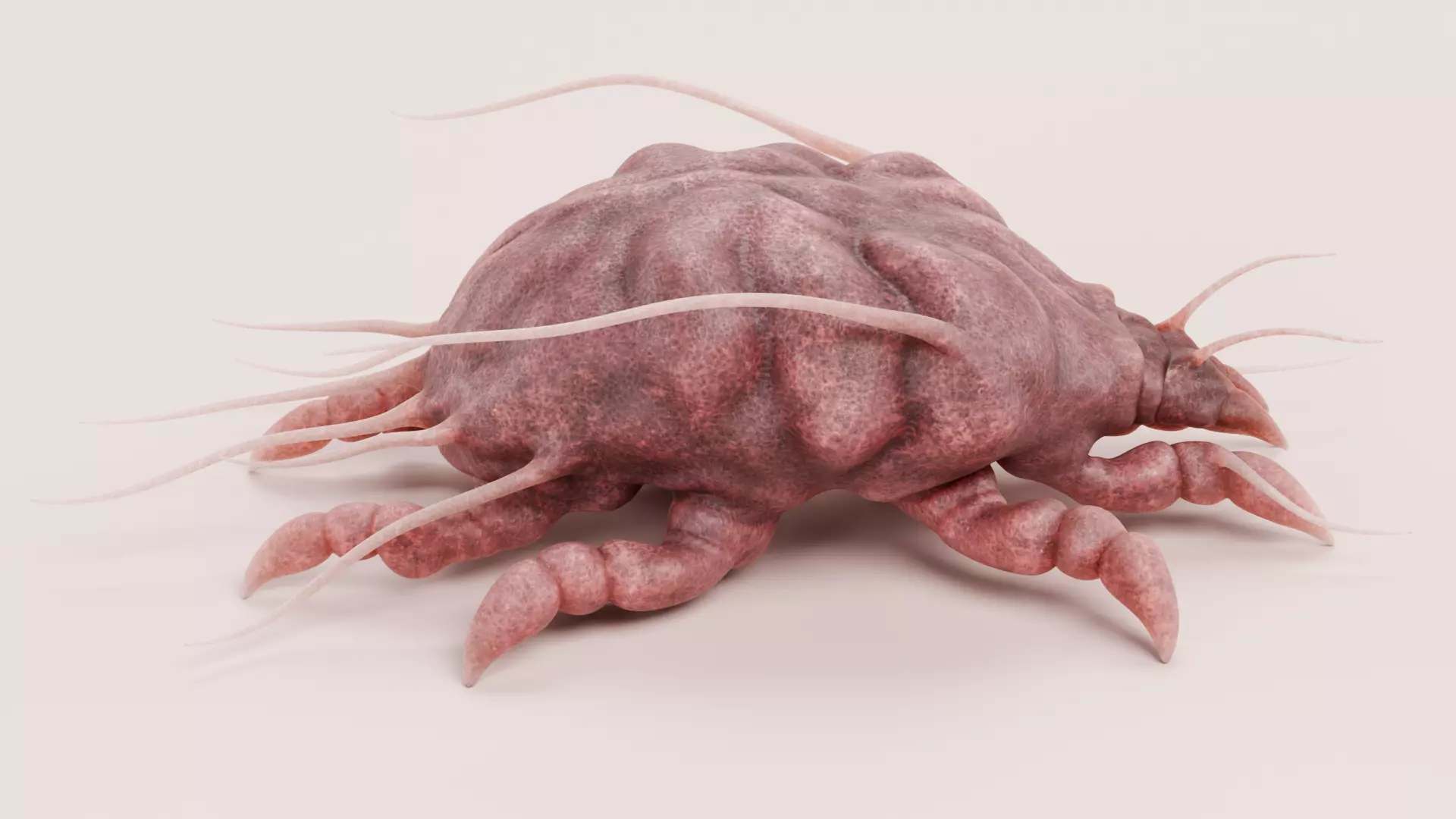 Scabies Mite Low-poly 3D model_2