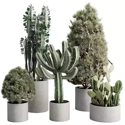 Topiary Ball Bush and cuctus in a concrete Outdoor Plants 245