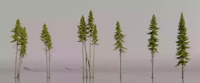 Pine Tree  pack