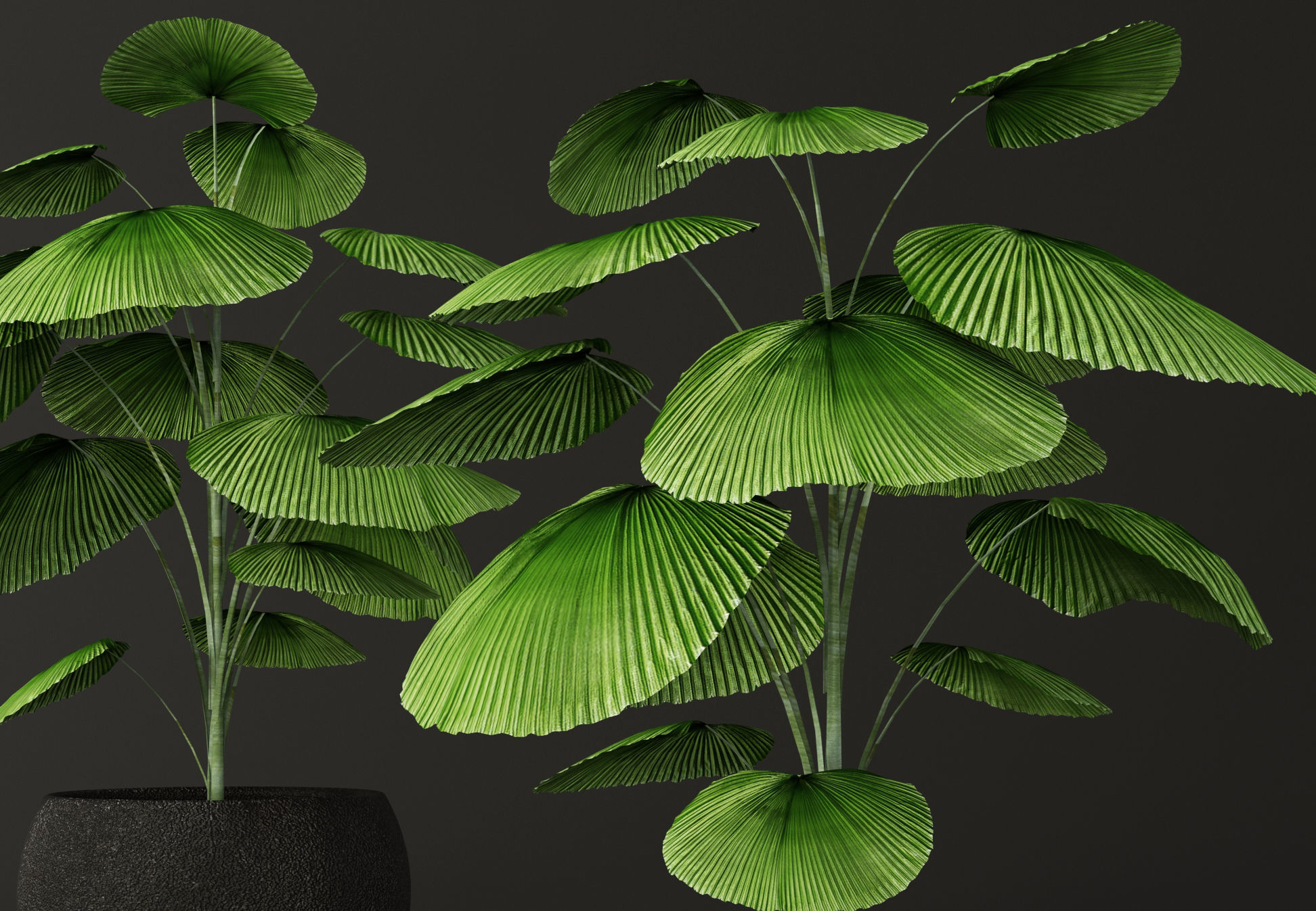 Palm tree Licuala orbicularis 3D model_3