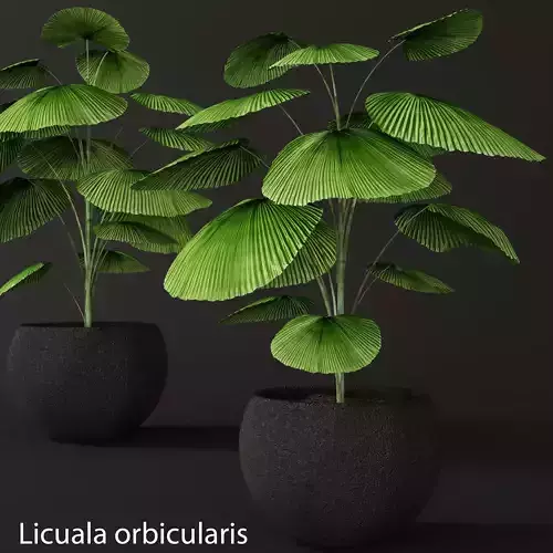 Palm tree Licuala orbicularis 3D model