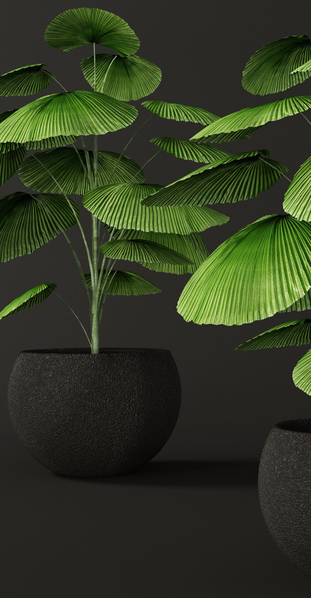 Palm tree Licuala orbicularis 3D model_1