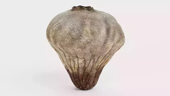 Small Puffball Mushroom - Bovista Plumbea