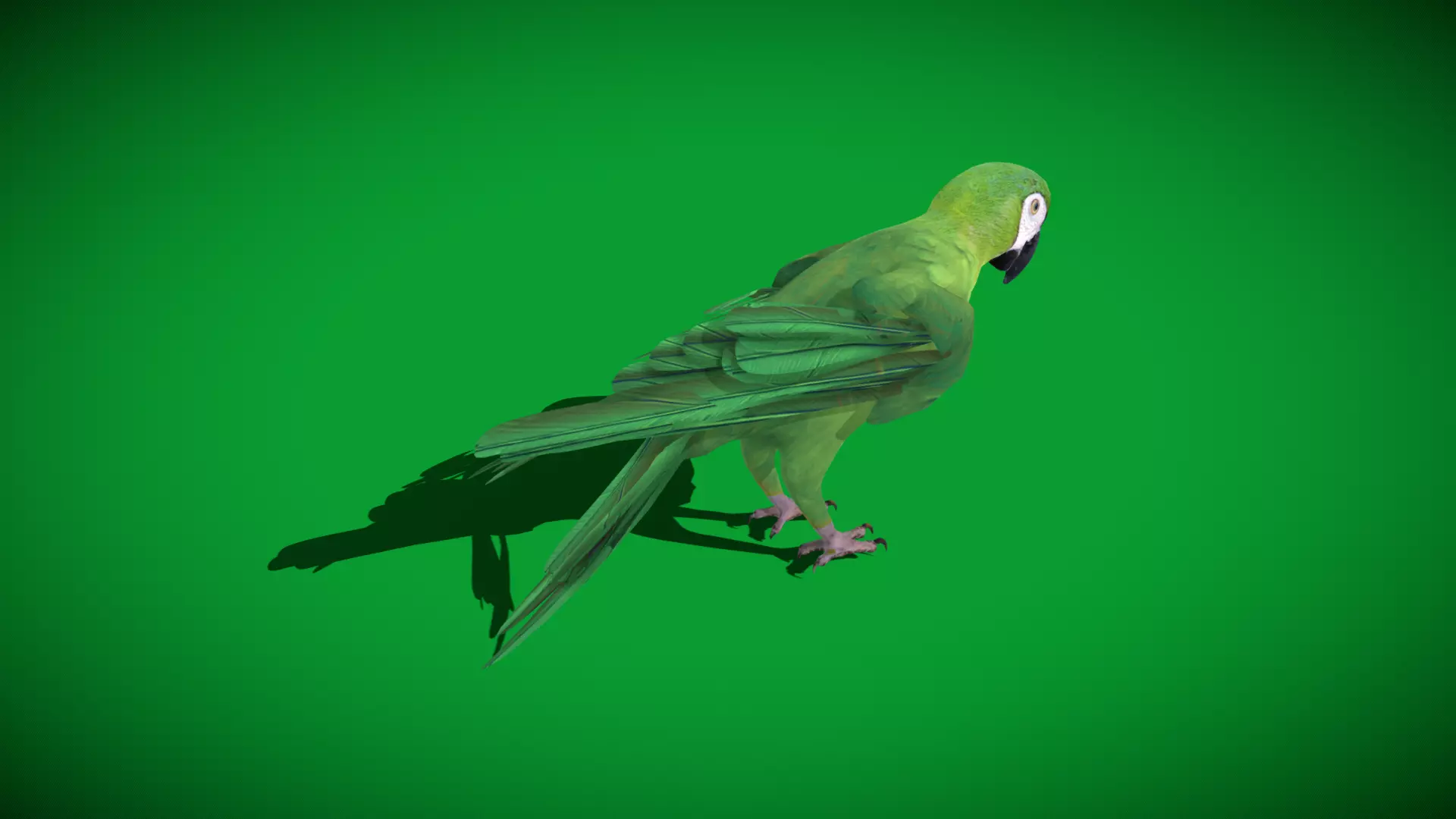 Chestnut Fronted Macaw Bird Low-poly 3D model_42