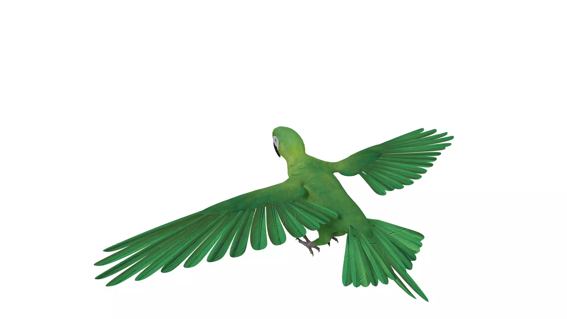 Chestnut Fronted Macaw Bird Low-poly 3D model_36