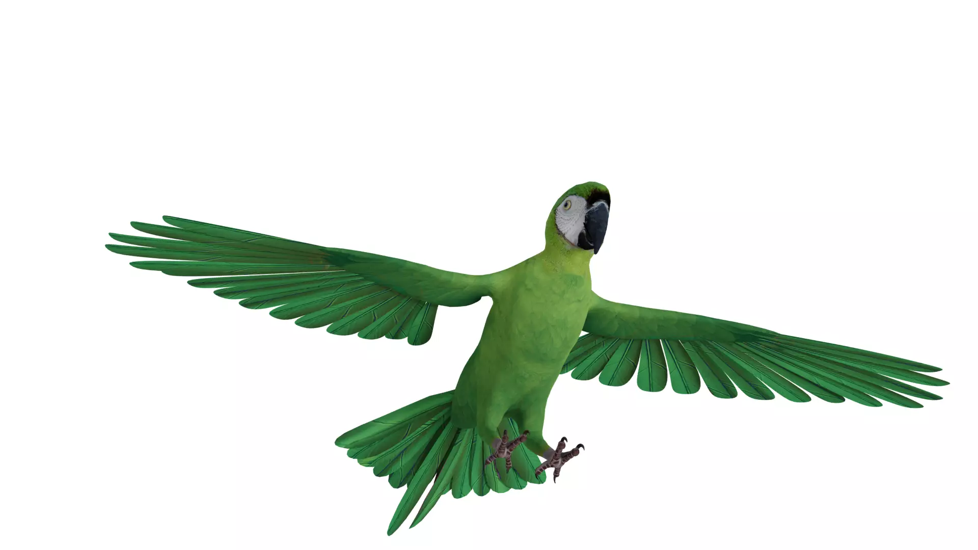 Chestnut Fronted Macaw Bird Low-poly 3D model_35