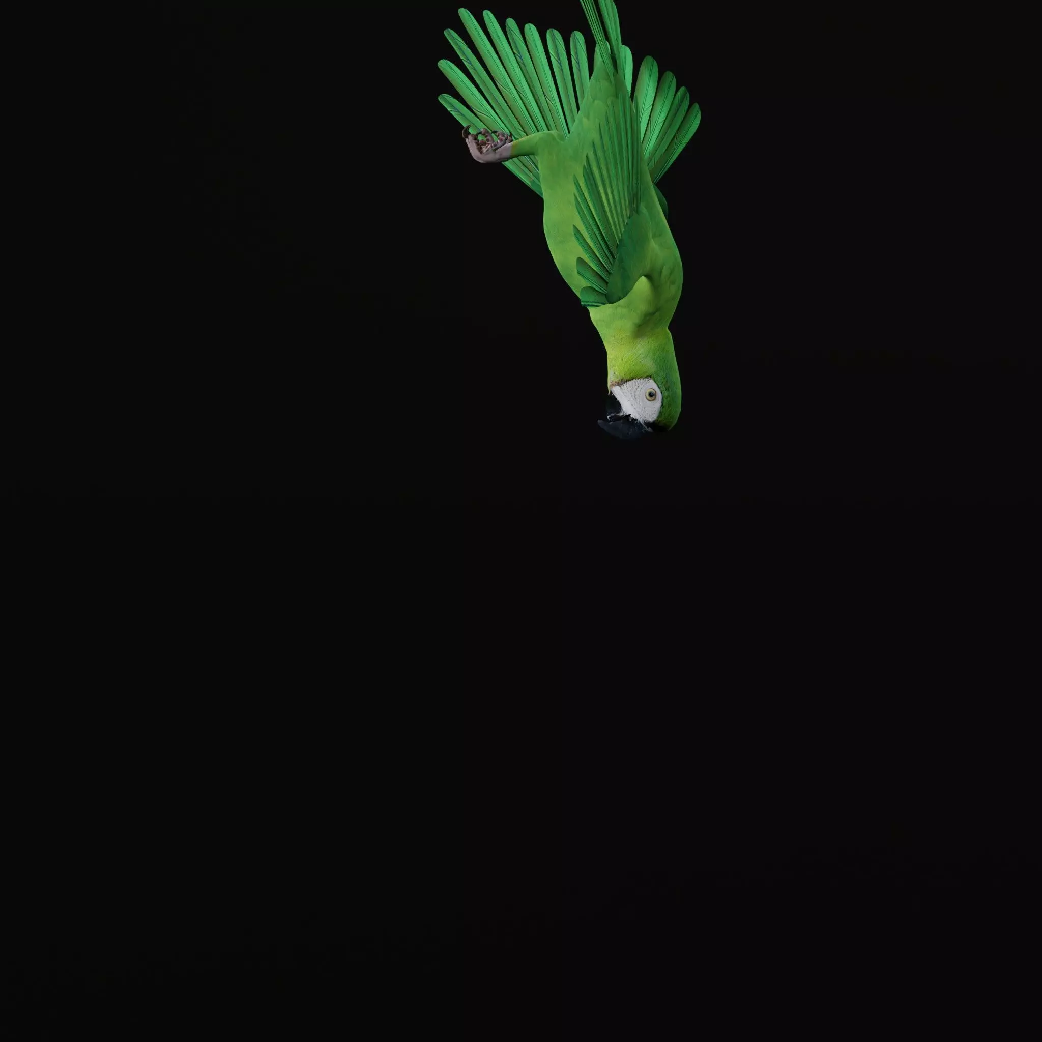 Chestnut Fronted Macaw Bird Low-poly 3D model_11