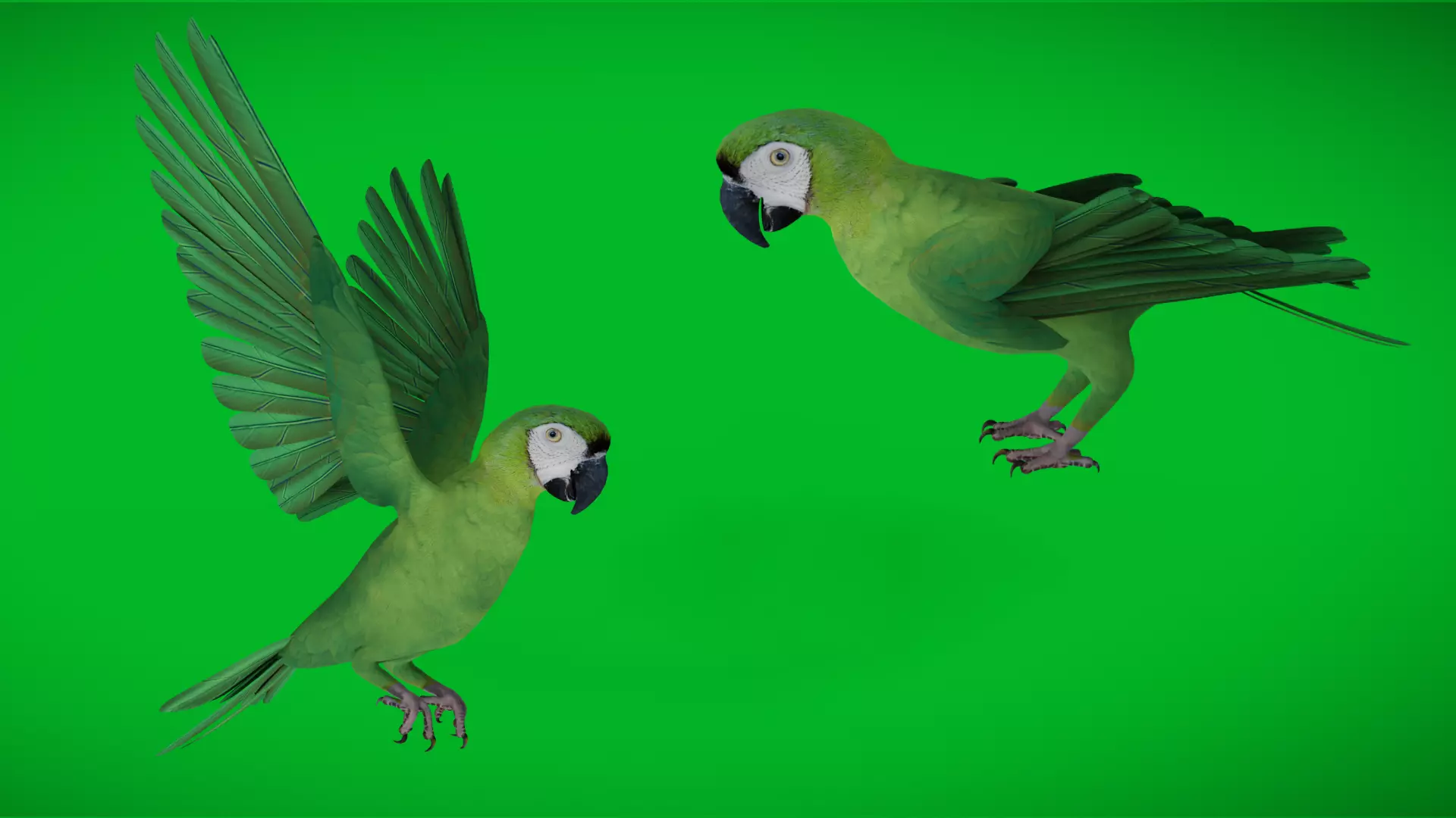 Chestnut Fronted Macaw Bird Low-poly 3D model_4