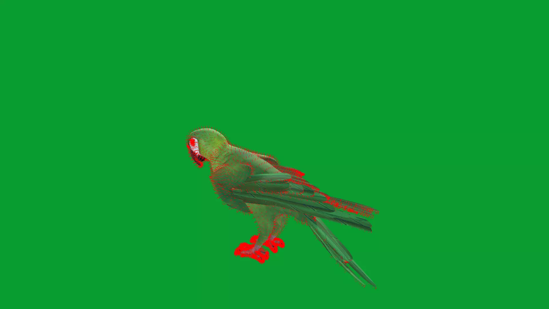 Chestnut Fronted Macaw Bird Low-poly 3D model_32