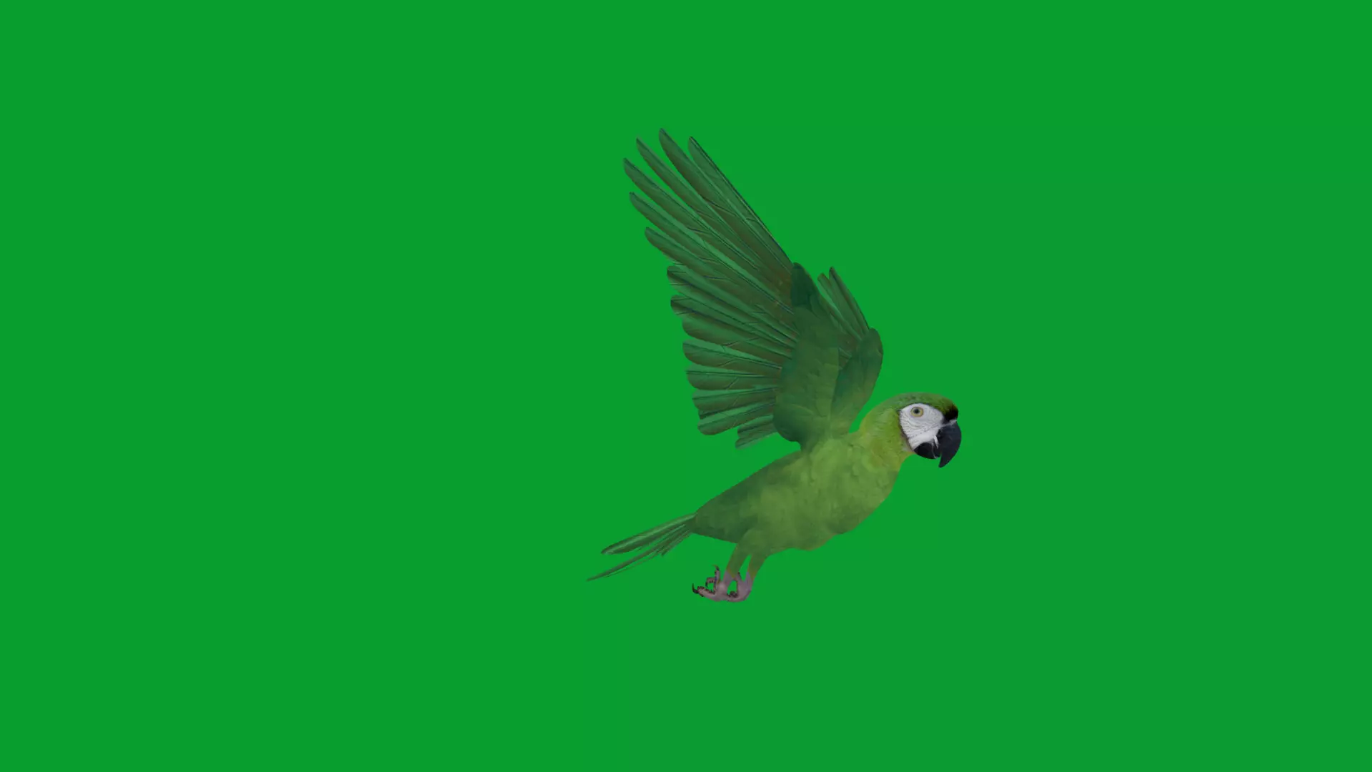 Chestnut Fronted Macaw Bird Low-poly 3D model_17