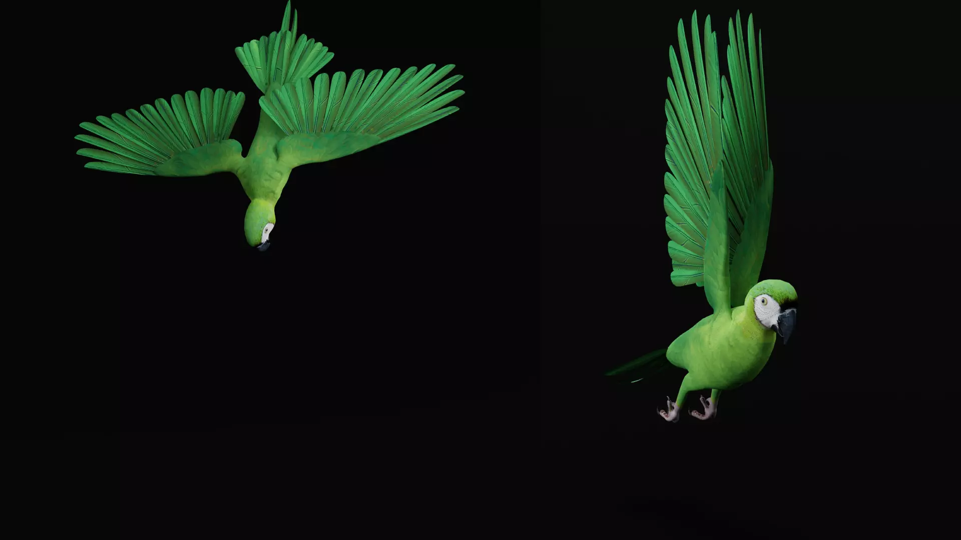 Chestnut Fronted Macaw Bird Low-poly 3D model_33