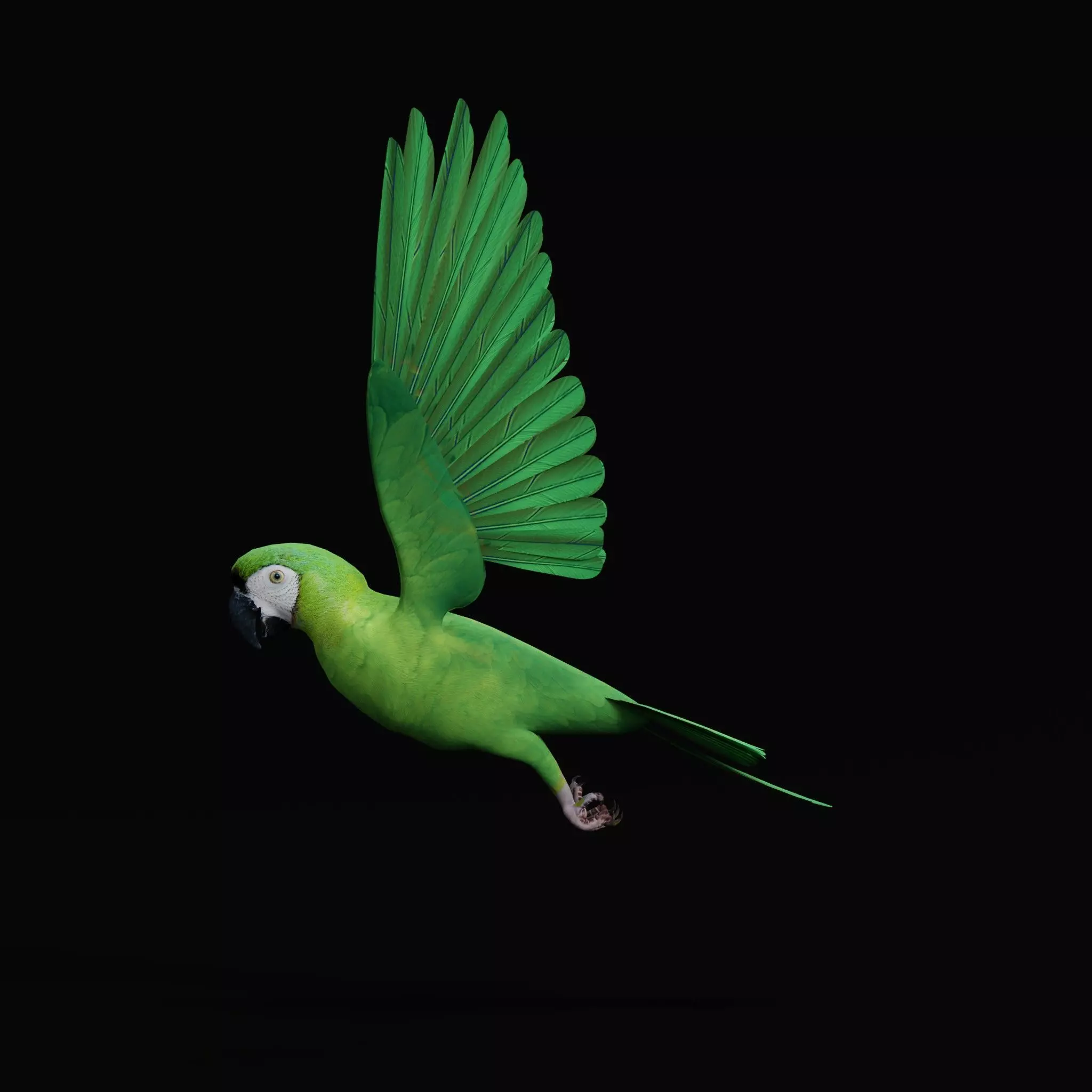 Chestnut Fronted Macaw Bird Low-poly 3D model_16