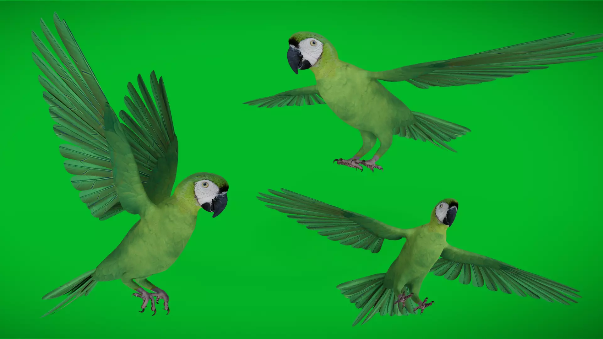 Chestnut Fronted Macaw Bird Low-poly 3D model_0