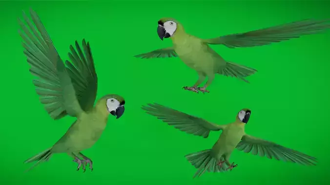 Chestnut Fronted Macaw Bird Low-poly 3D model Chestnut Fronted Macaw Bird Low-poly 3D model