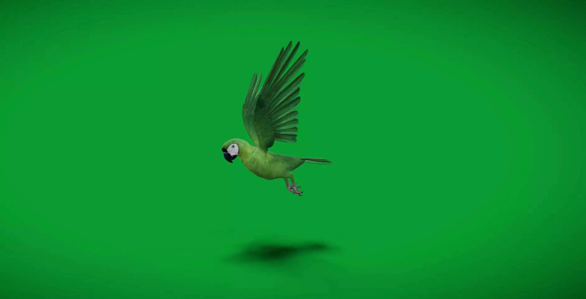 Chestnut Fronted Macaw Bird Low-poly 3D model_5