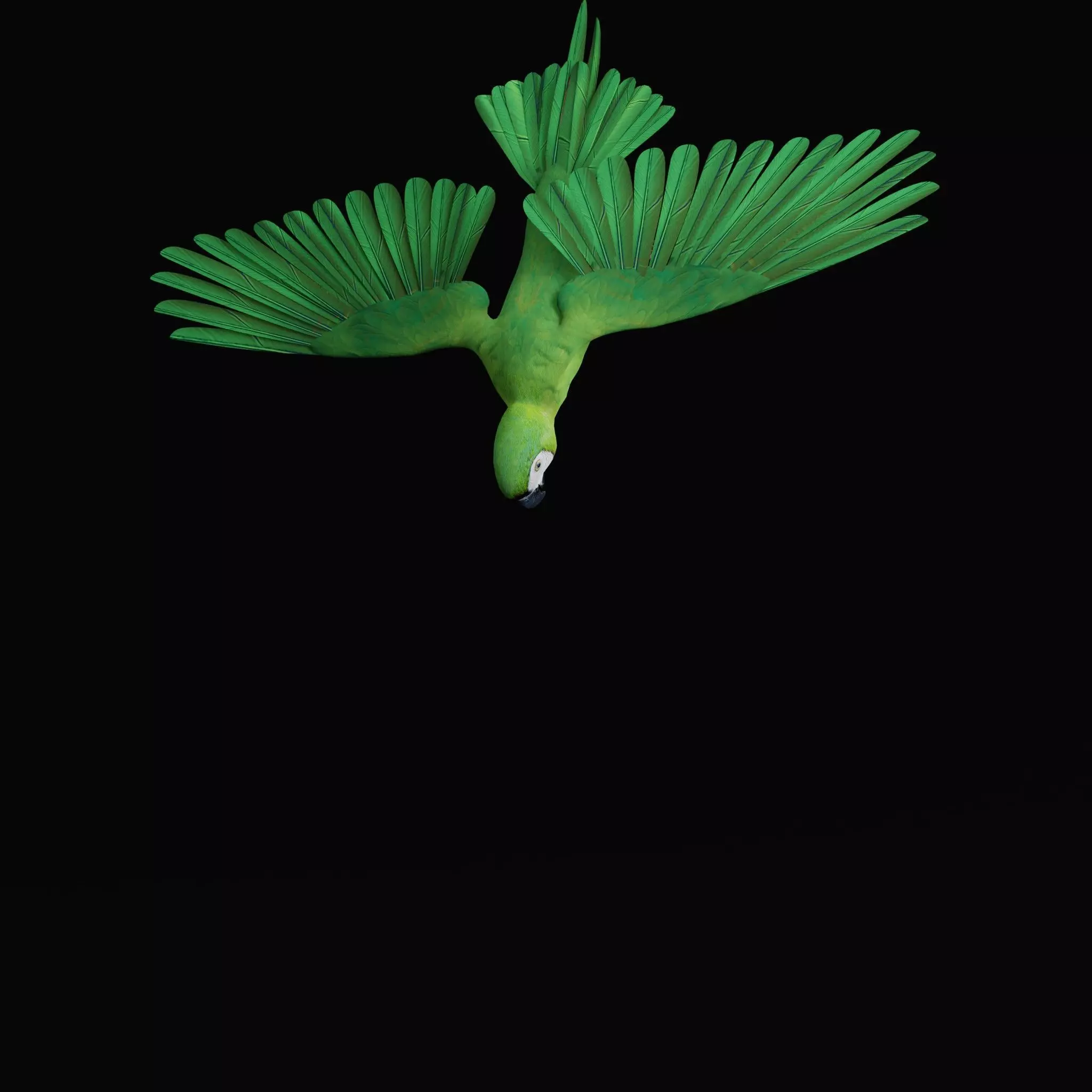 Chestnut Fronted Macaw Bird Low-poly 3D model_20