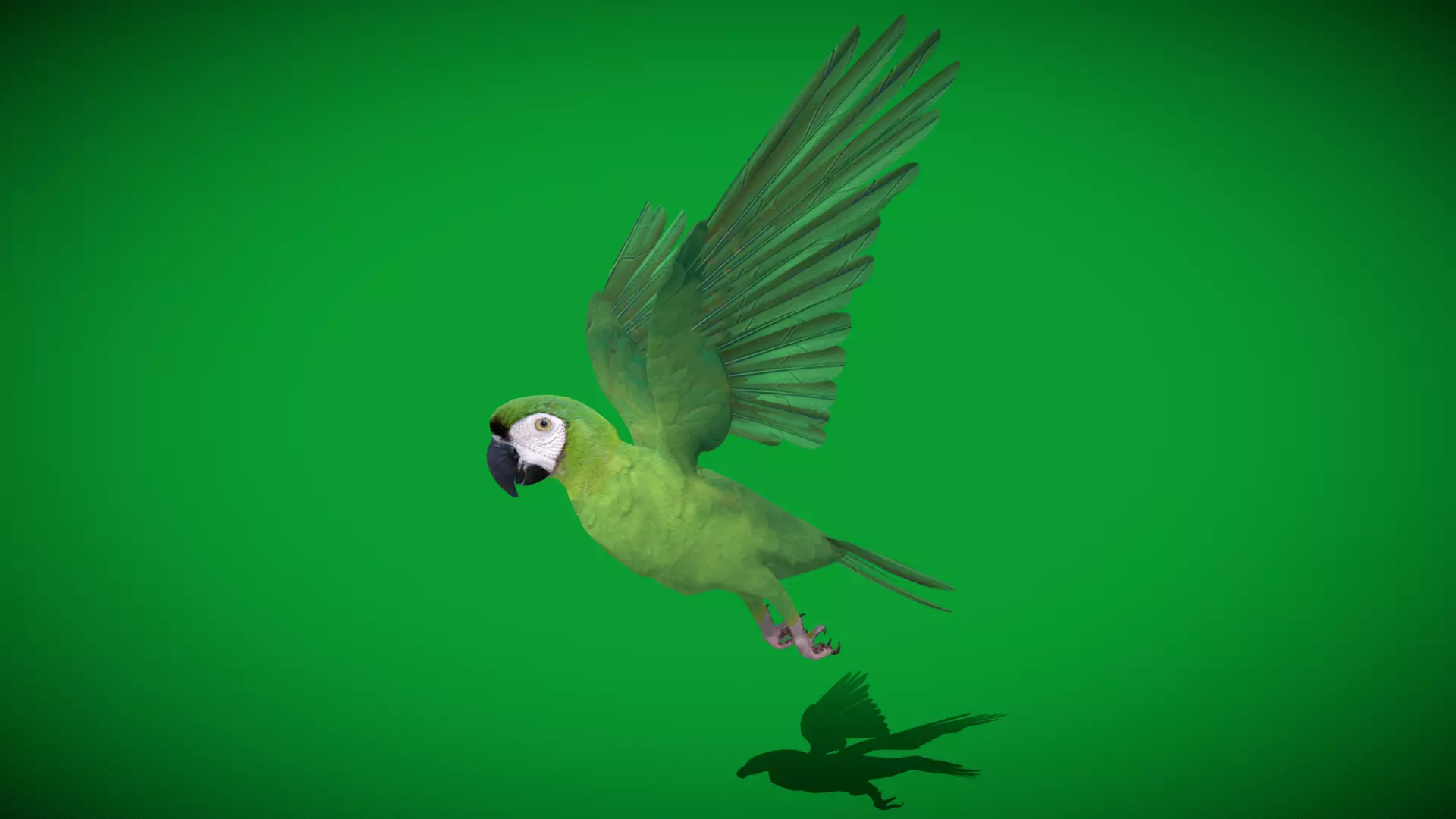 Chestnut Fronted Macaw Bird Low-poly 3D model_8