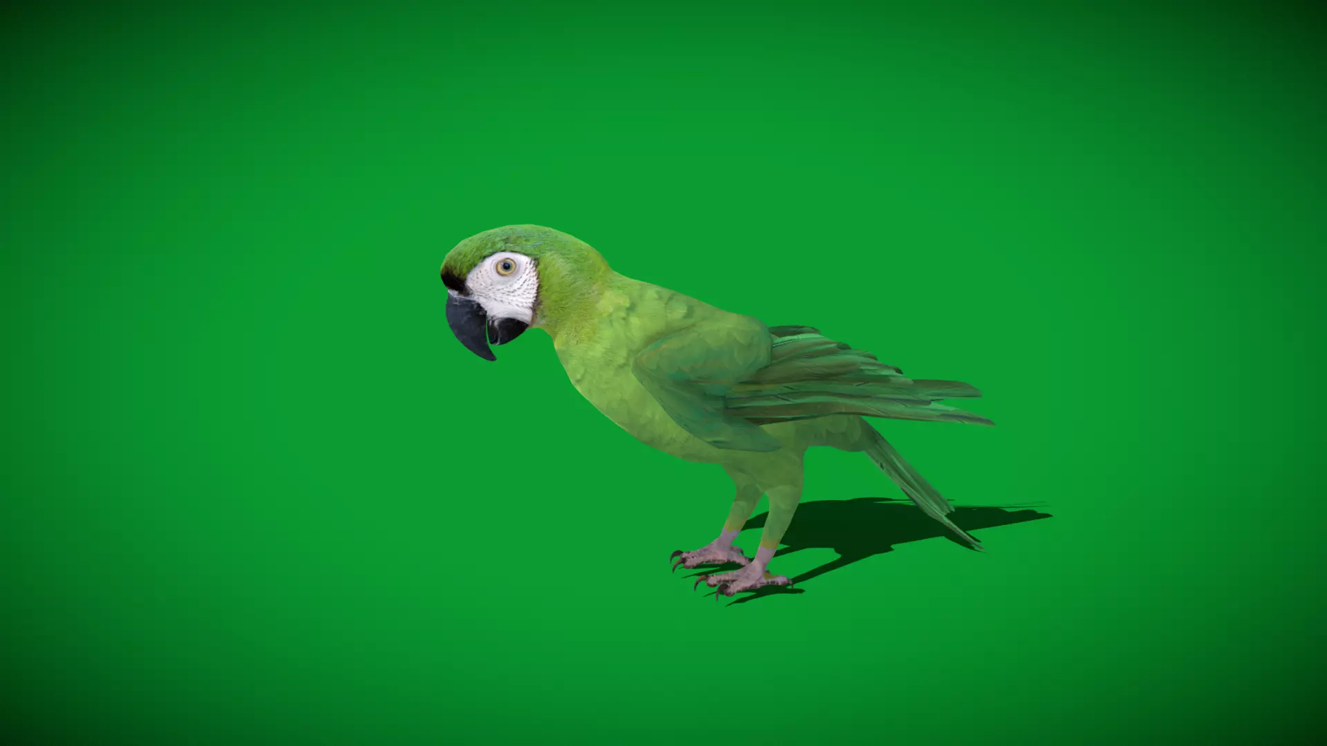 Chestnut Fronted Macaw Bird Low-poly 3D model_39