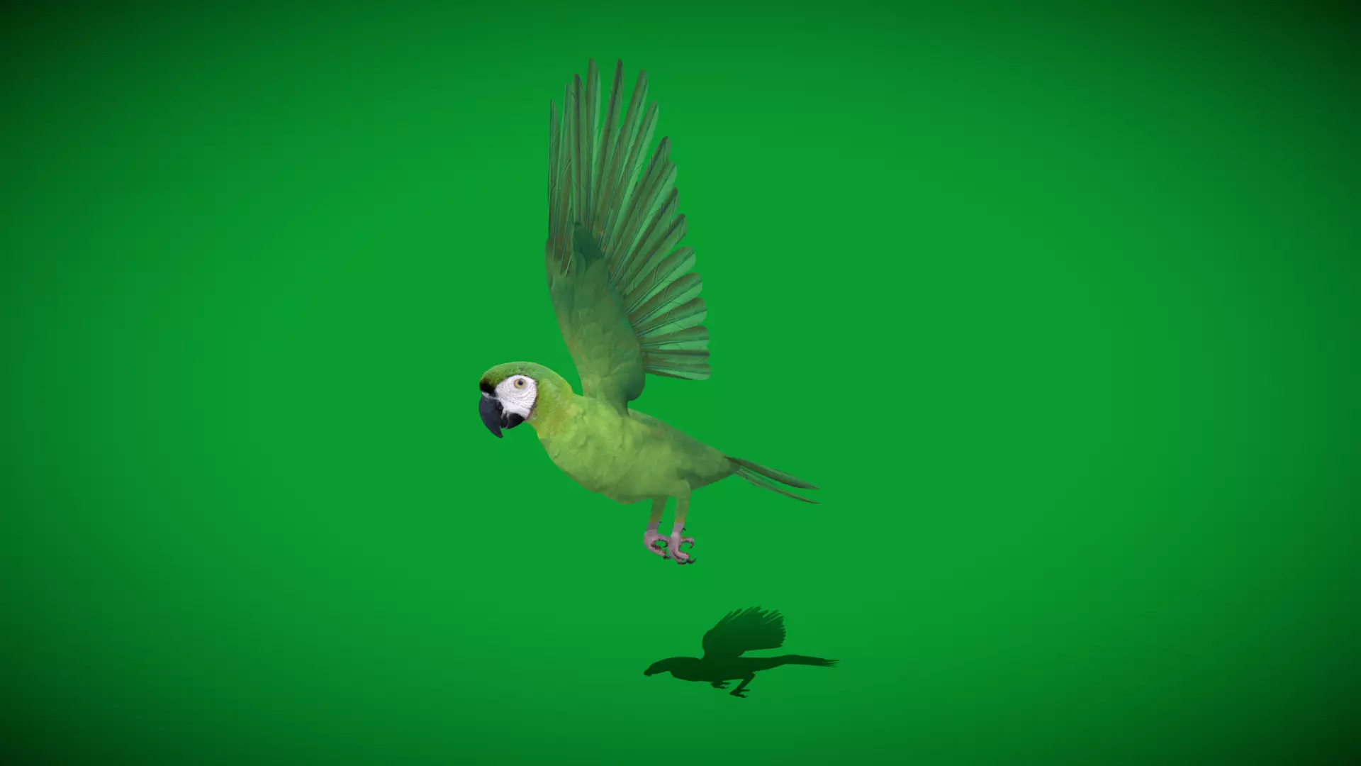 Chestnut Fronted Macaw Bird Low-poly 3D model_25