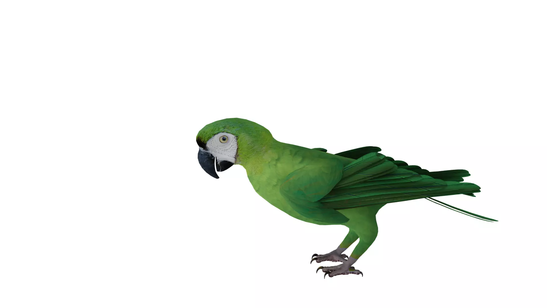 Chestnut Fronted Macaw Bird Low-poly 3D model_43