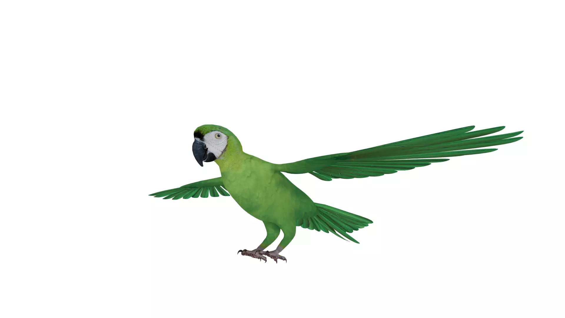 Chestnut Fronted Macaw Bird Low-poly 3D model_26