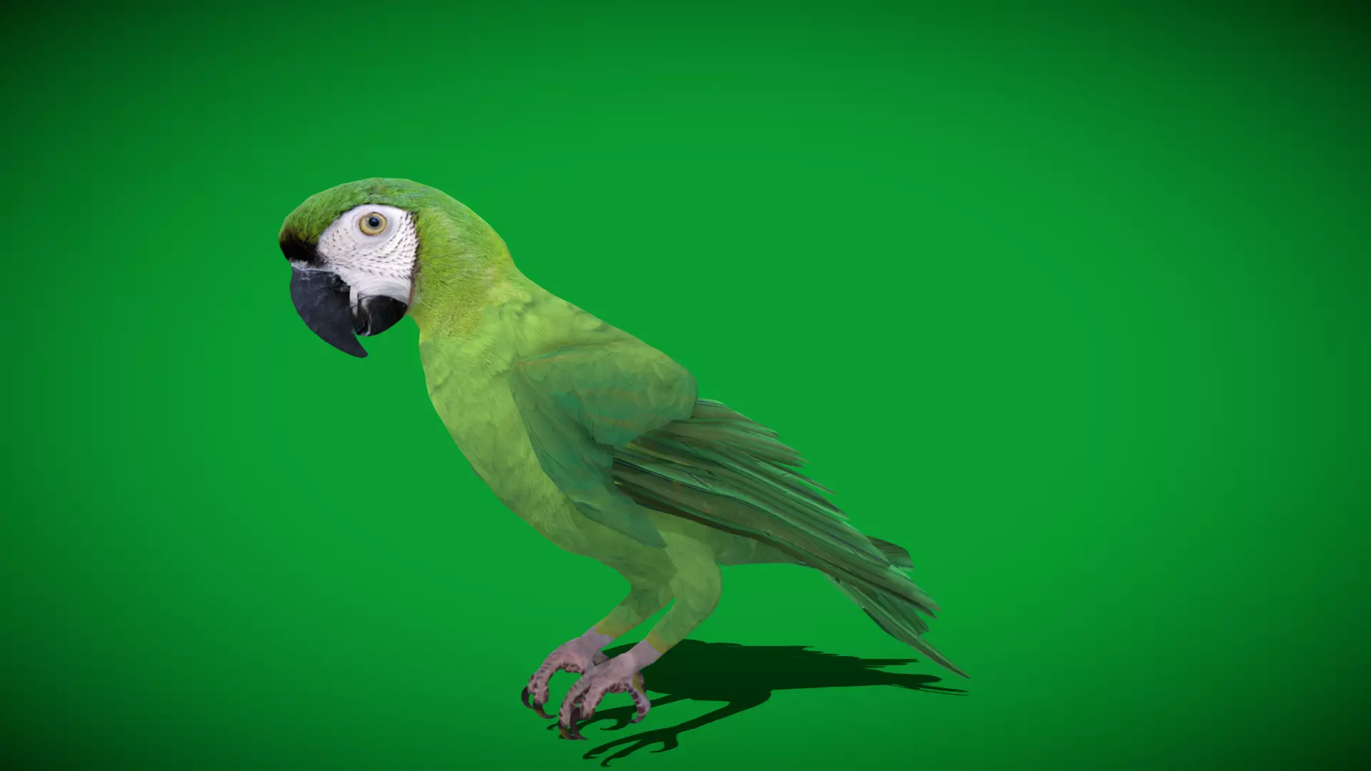 Chestnut Fronted Macaw Bird Low-poly 3D model_10