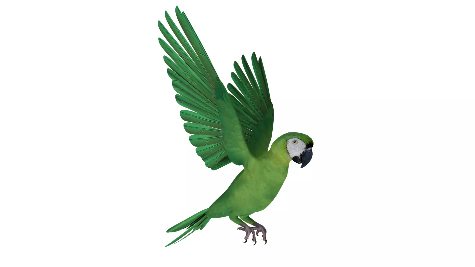 Chestnut Fronted Macaw Bird Low-poly 3D model_37