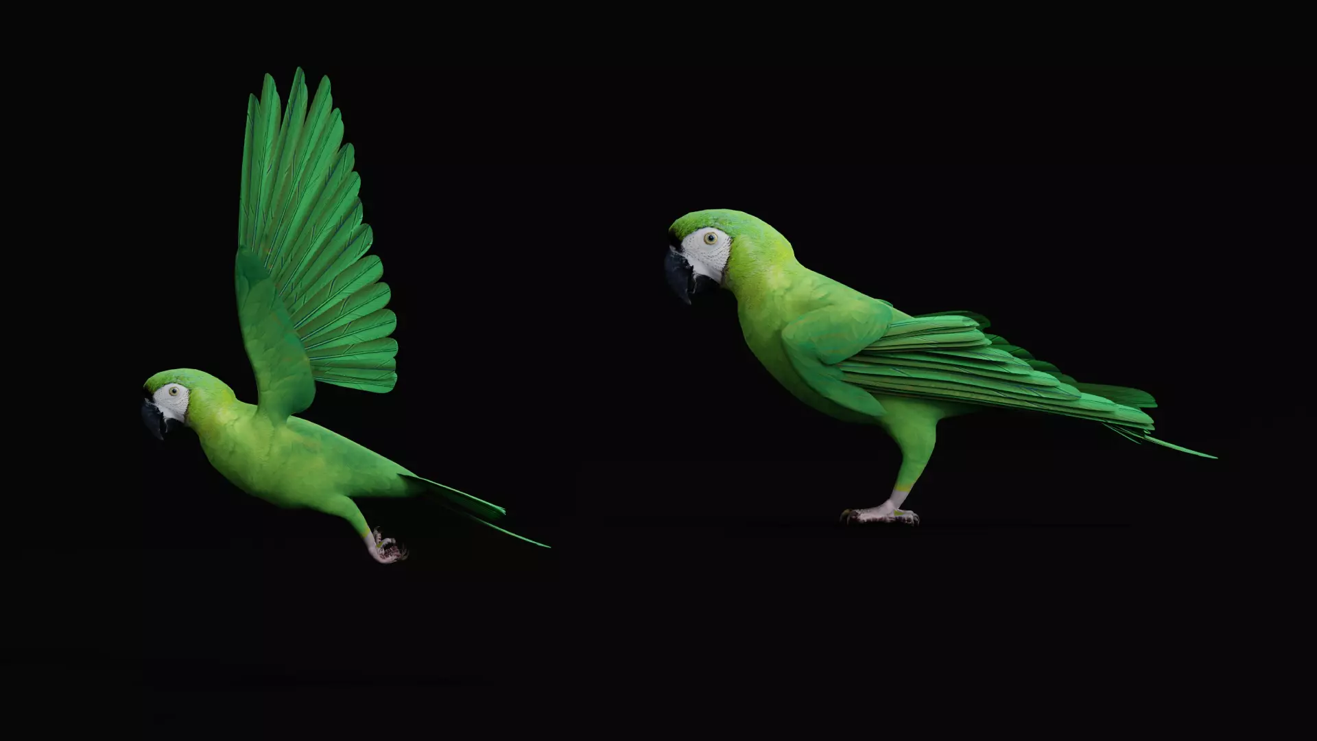 Chestnut Fronted Macaw Bird Low-poly 3D model_28