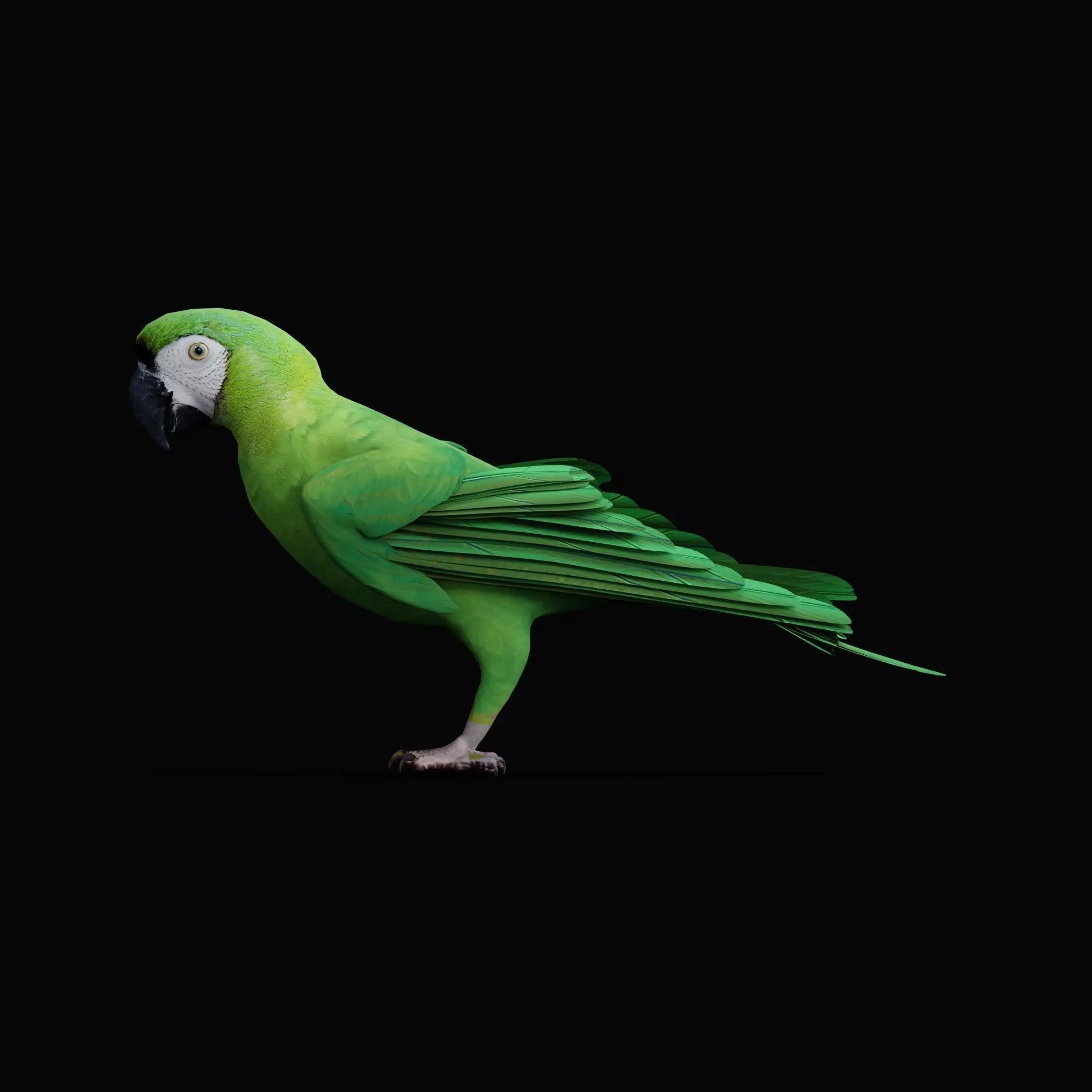 Chestnut Fronted Macaw Bird Low-poly 3D model_9